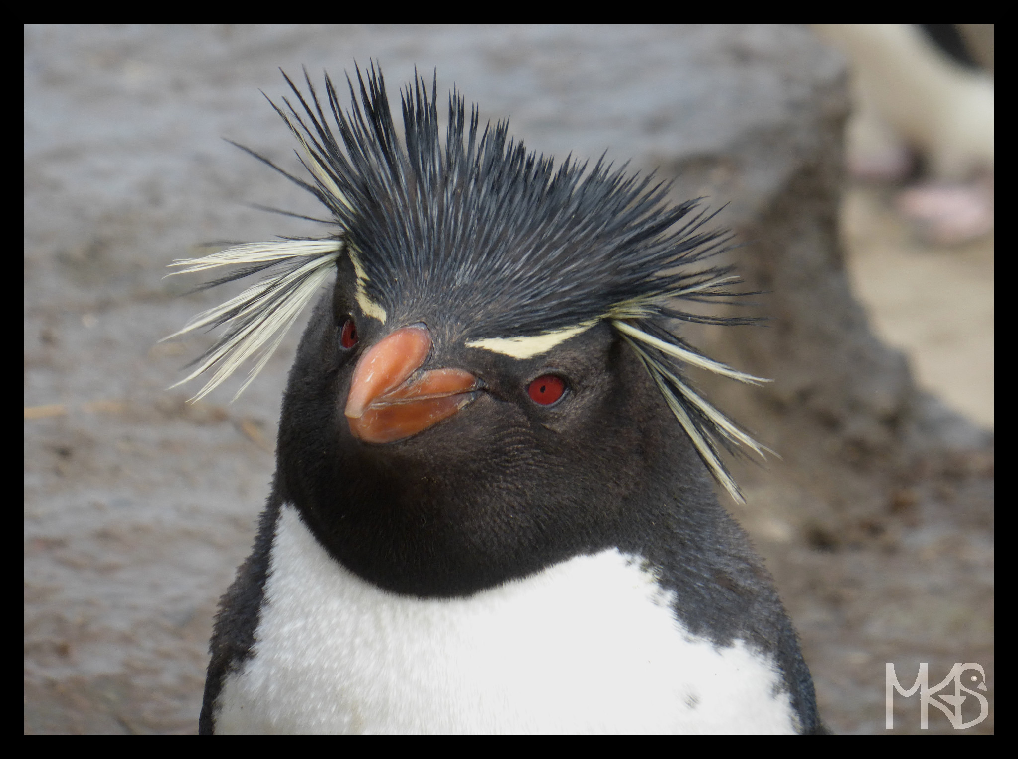 Rockhopper penguin