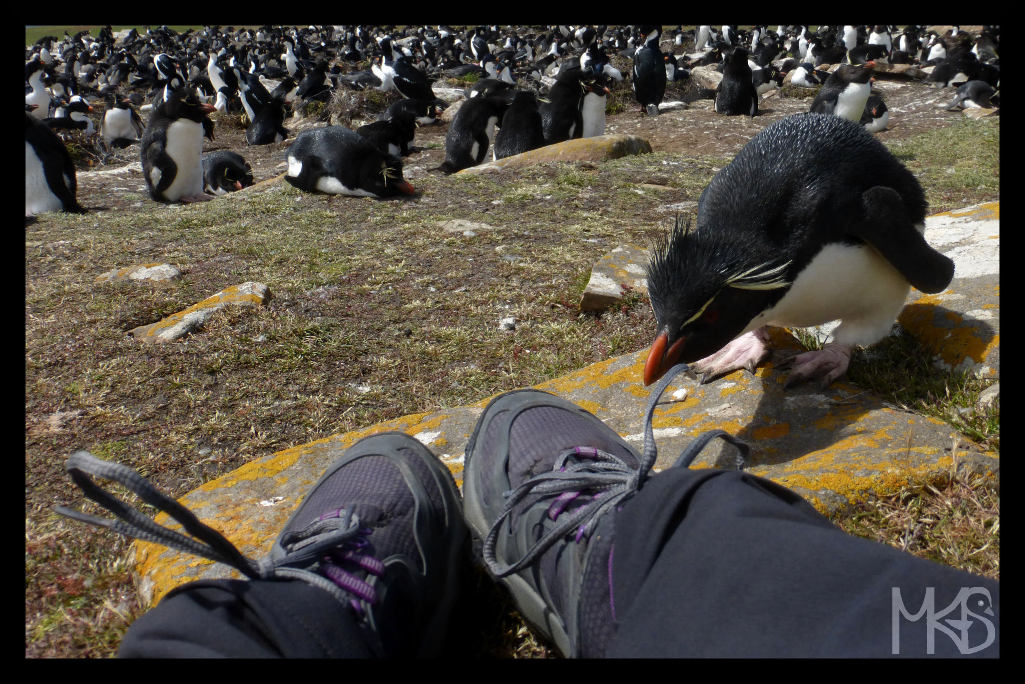 The rockhopper and my shoes