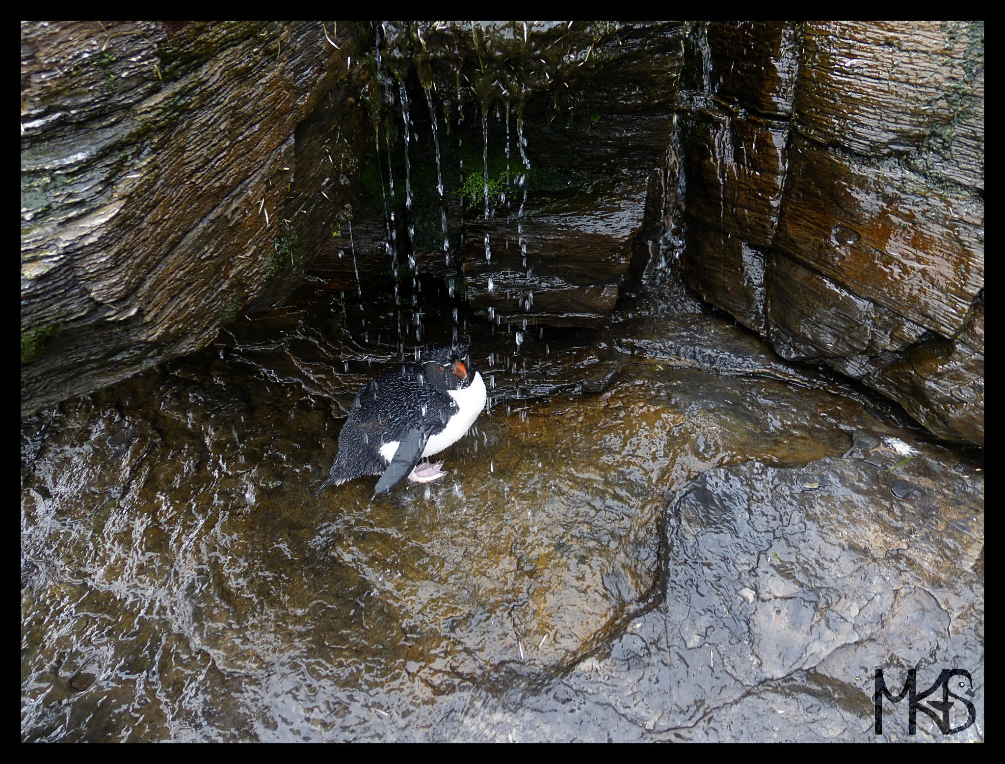 Penguin showers