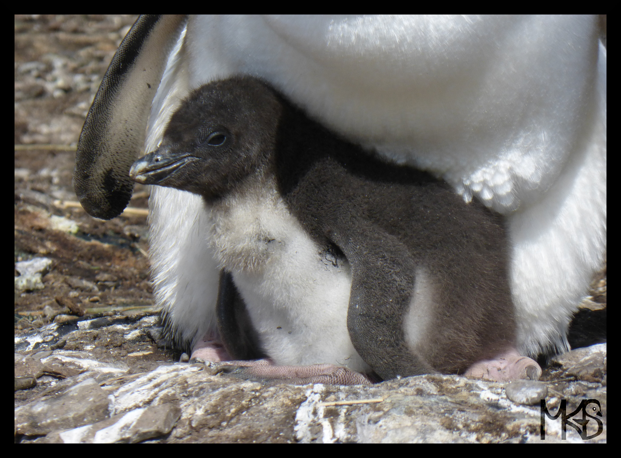 Rockhopper's chick