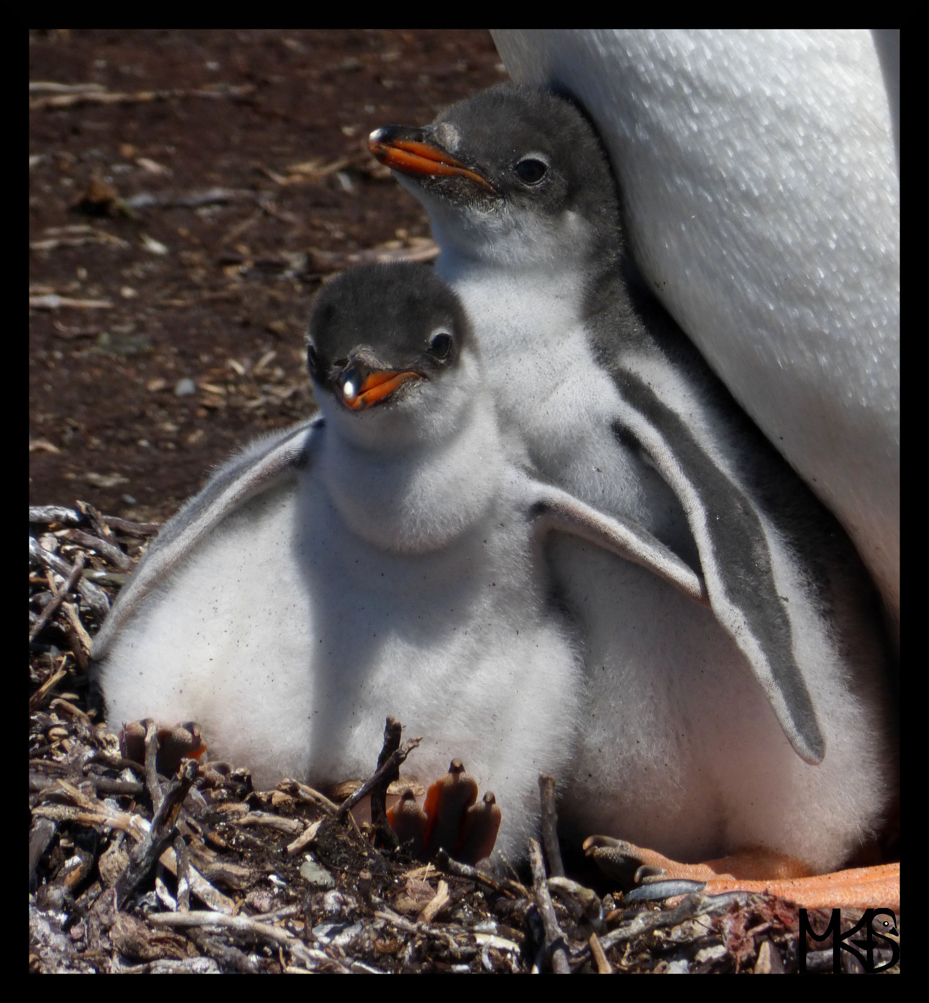 Baby gentoo penguin