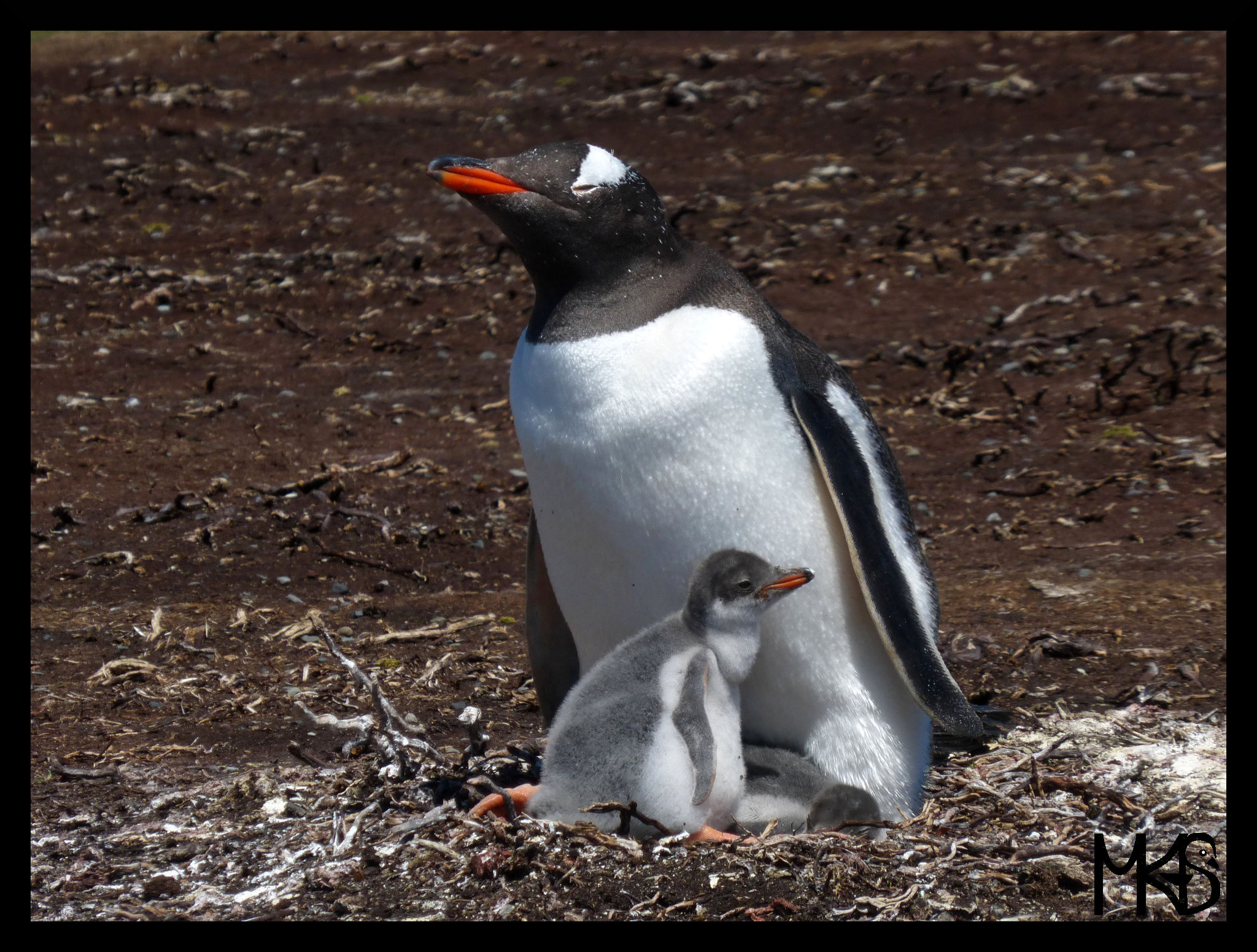 Gentoo family 