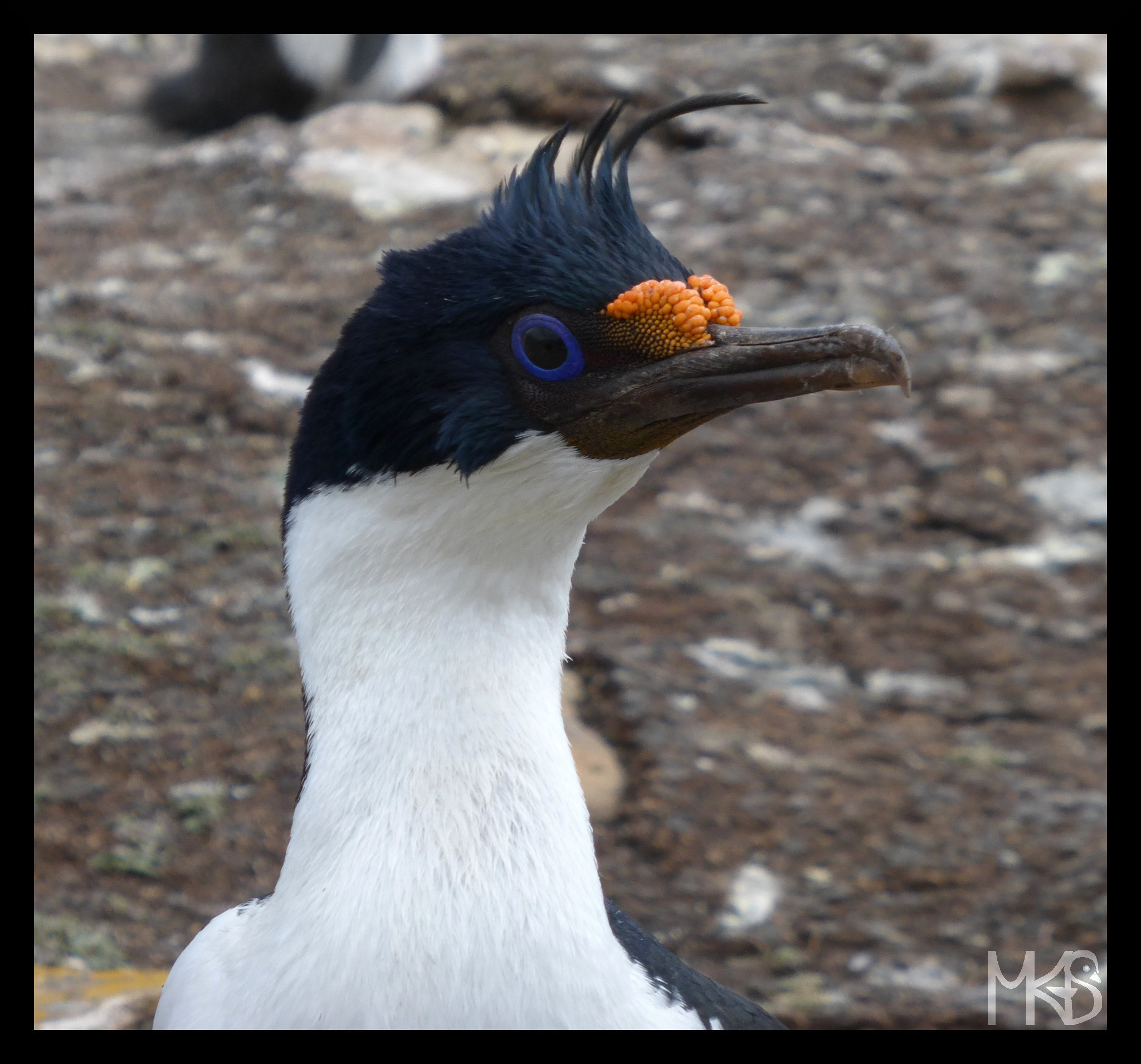 King (imperial) cormorant