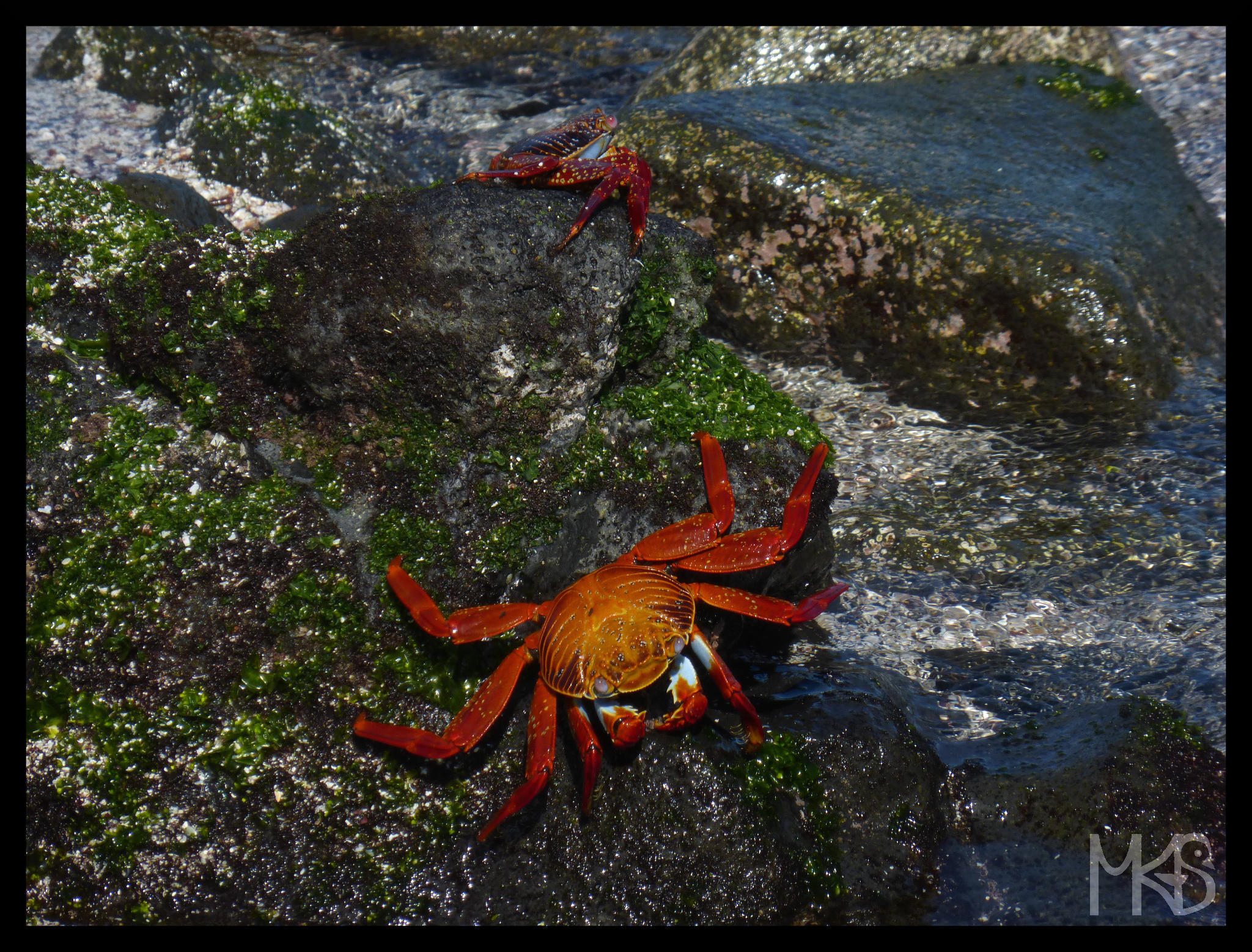 Red rock crabs