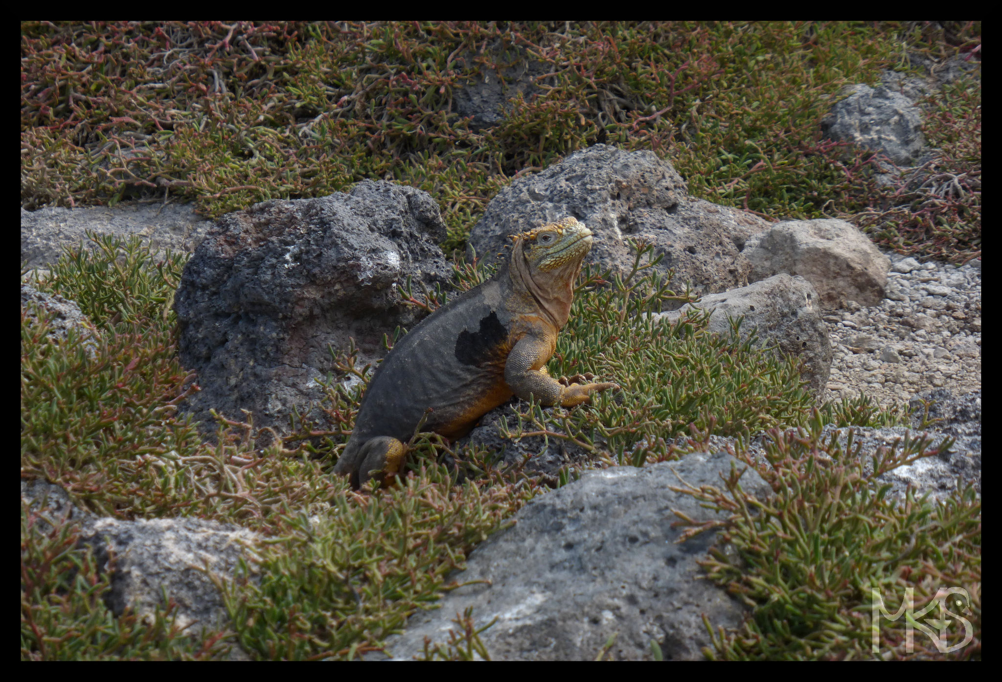 Land iguana