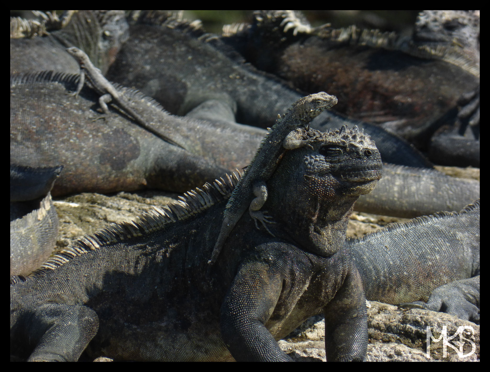 Iguana and lizard