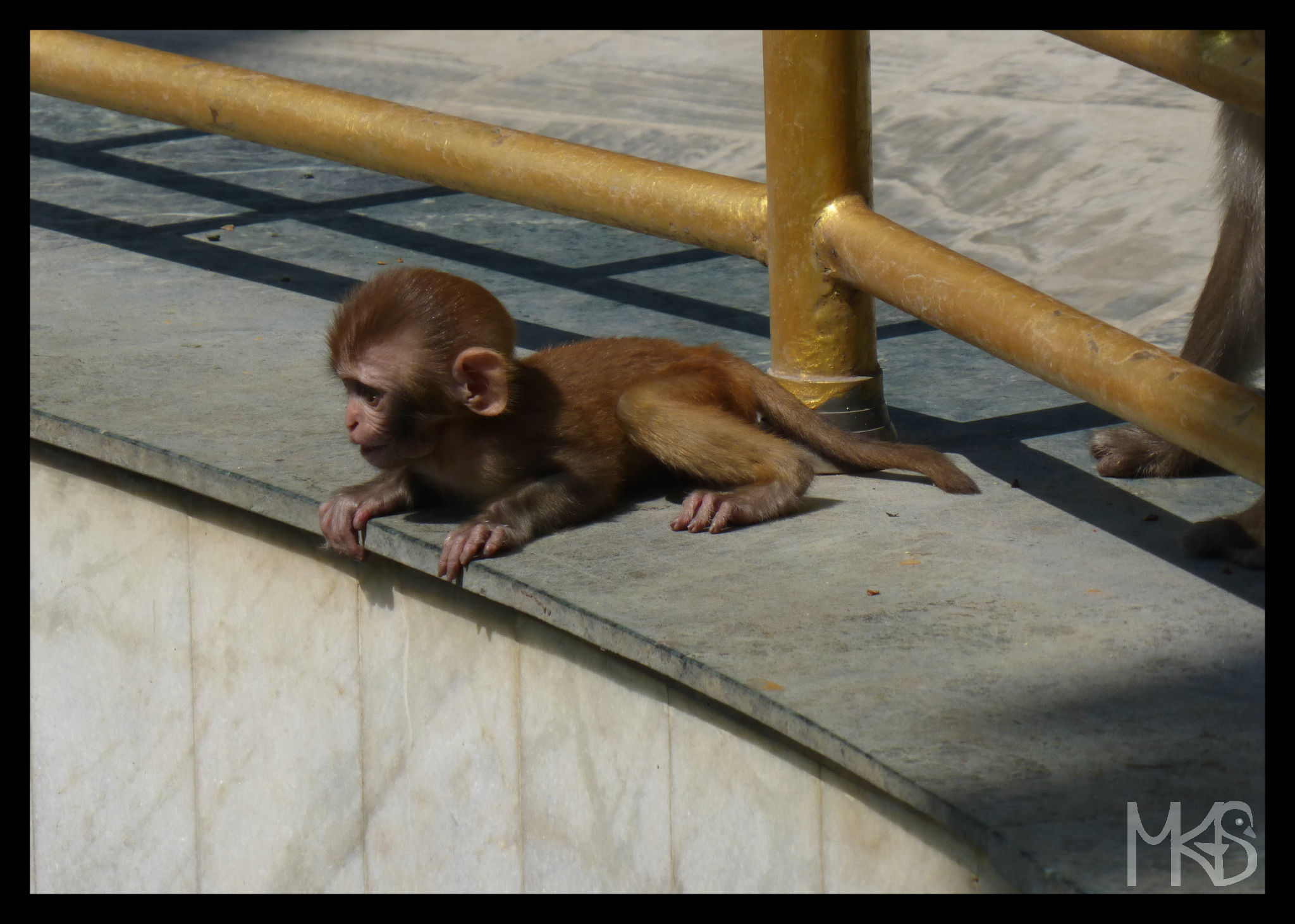 Monkey in Swayambhunath, Kathmandu