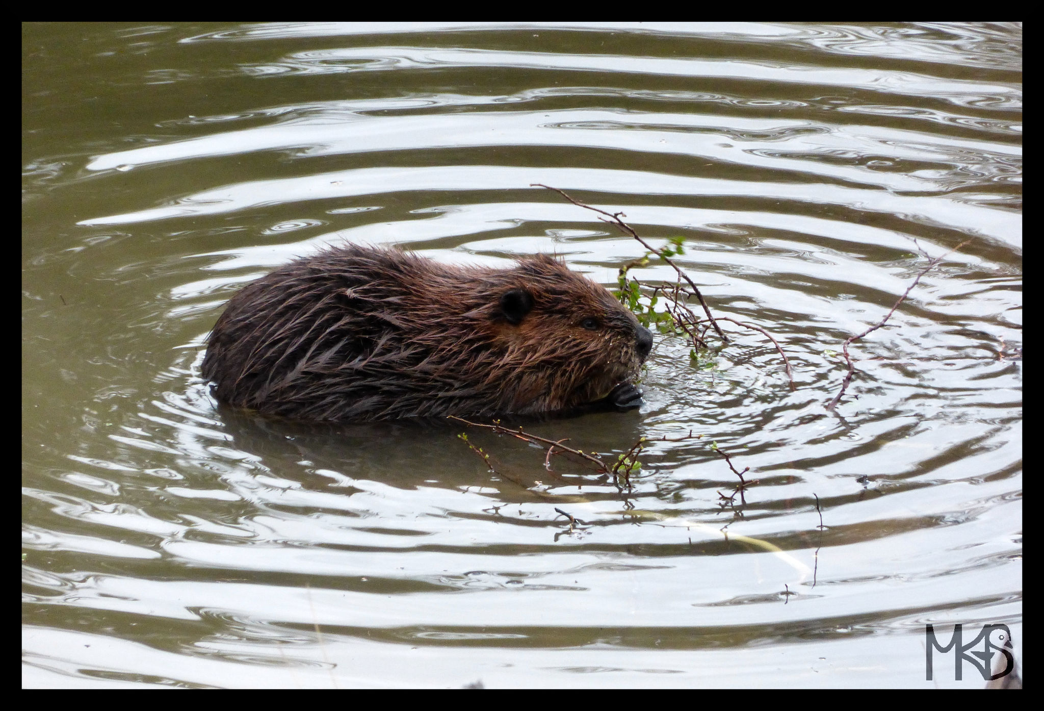 Beaver, Argentina