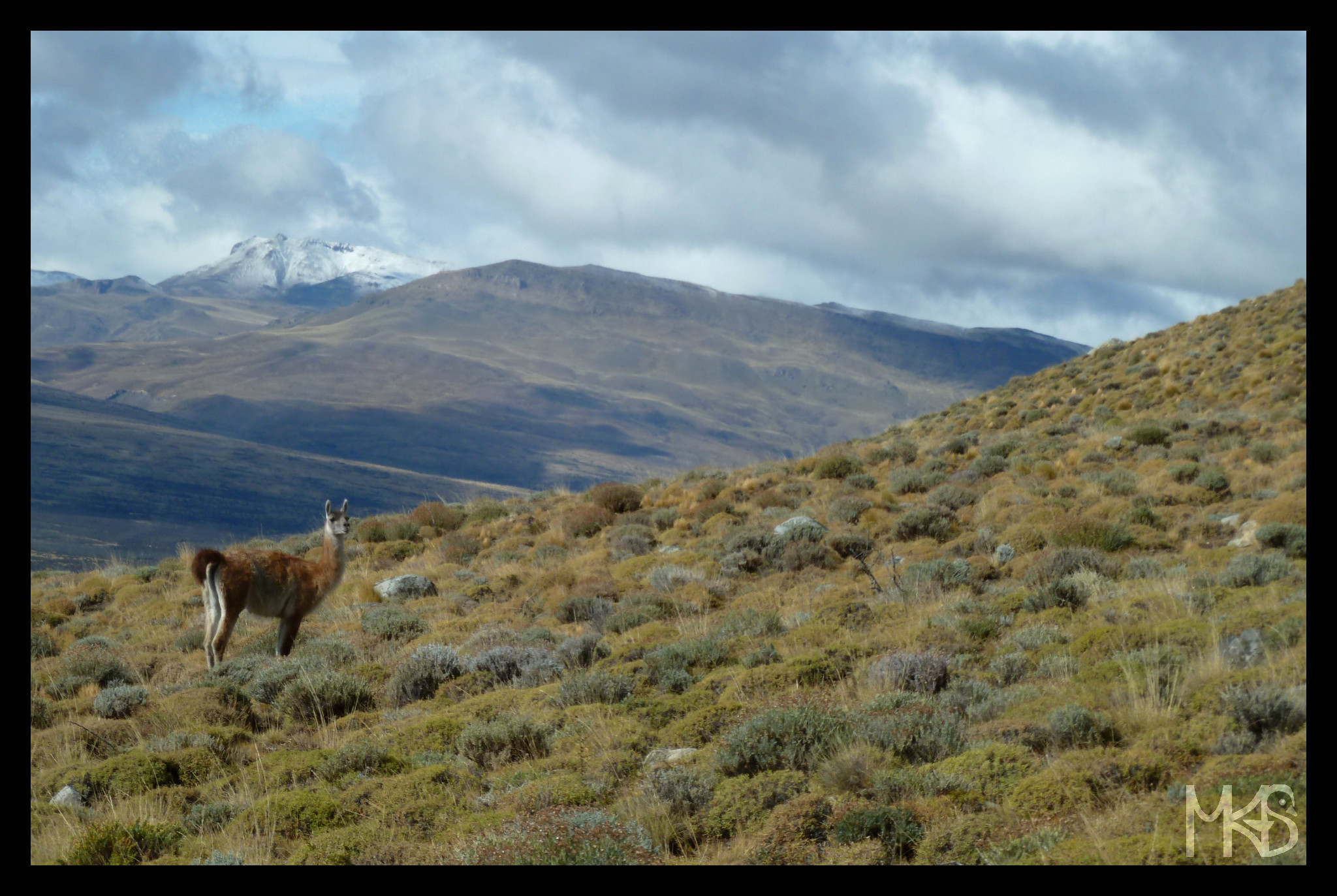 Guanaco in Argentina