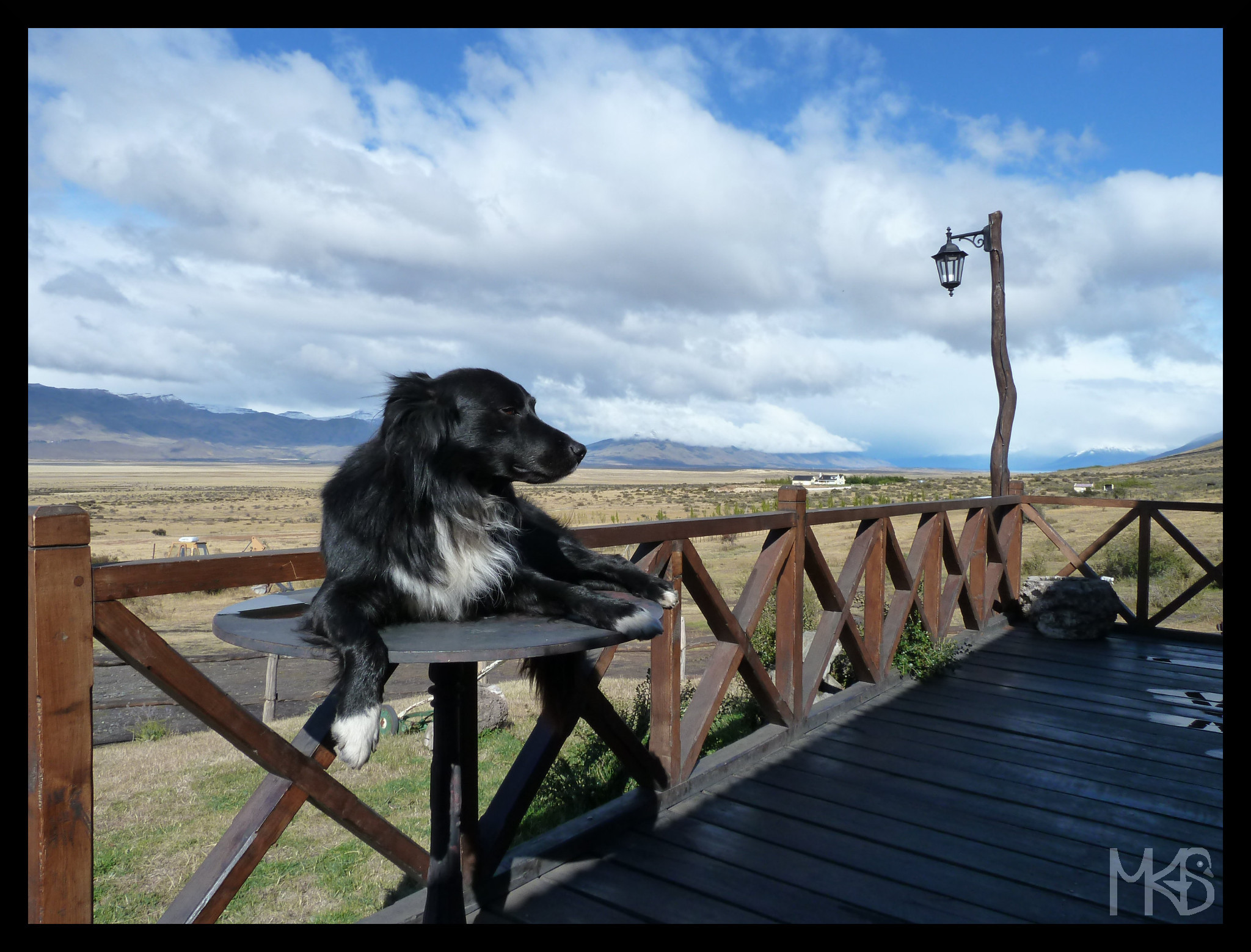 Patagonian dogs, Argentina