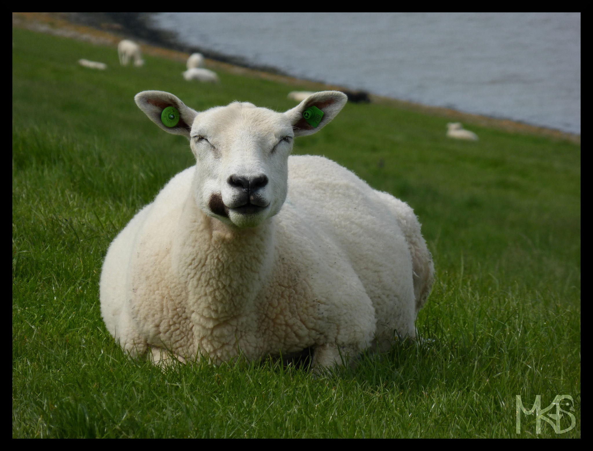 Sheep in Delfzjil