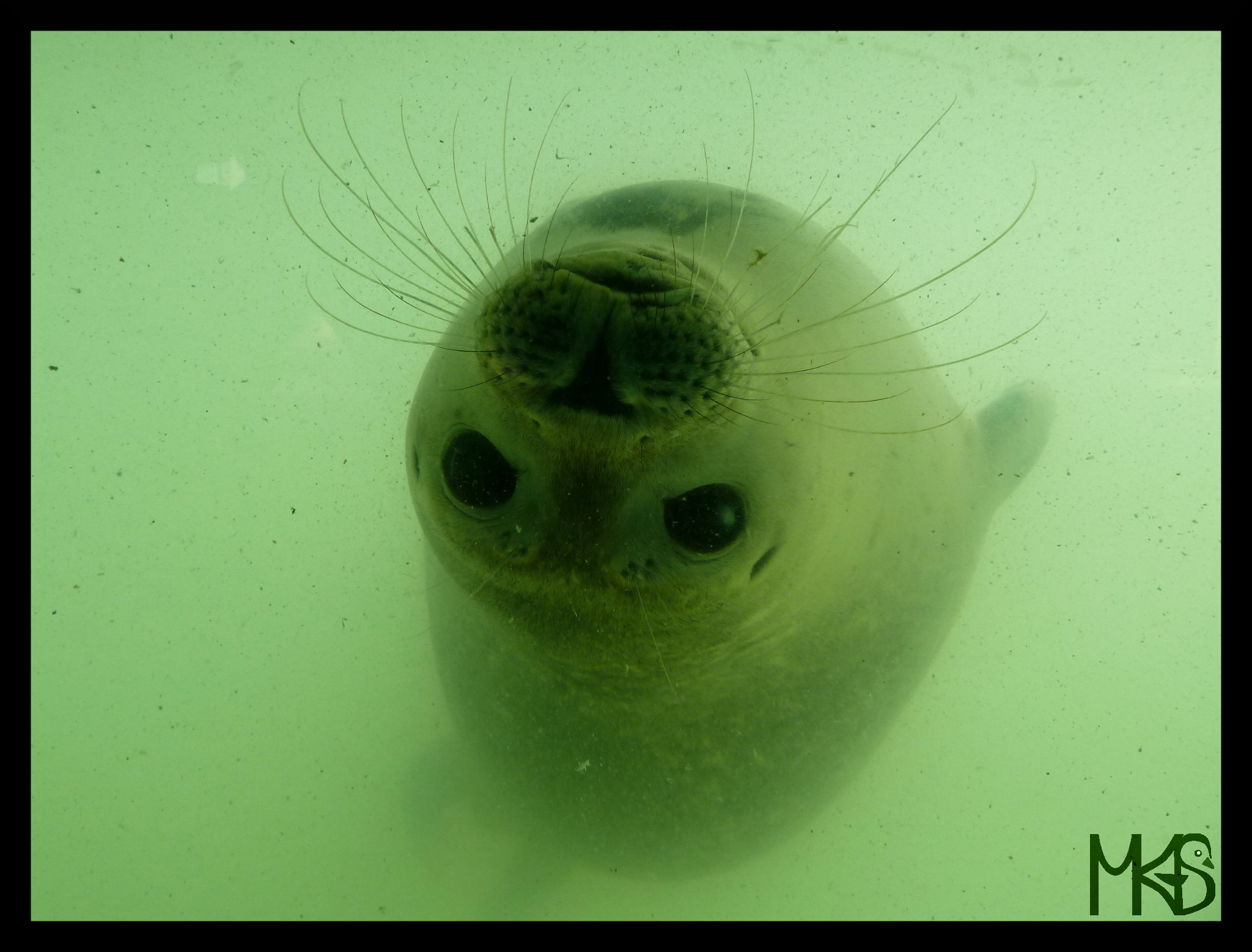 Seal in Pieterburen