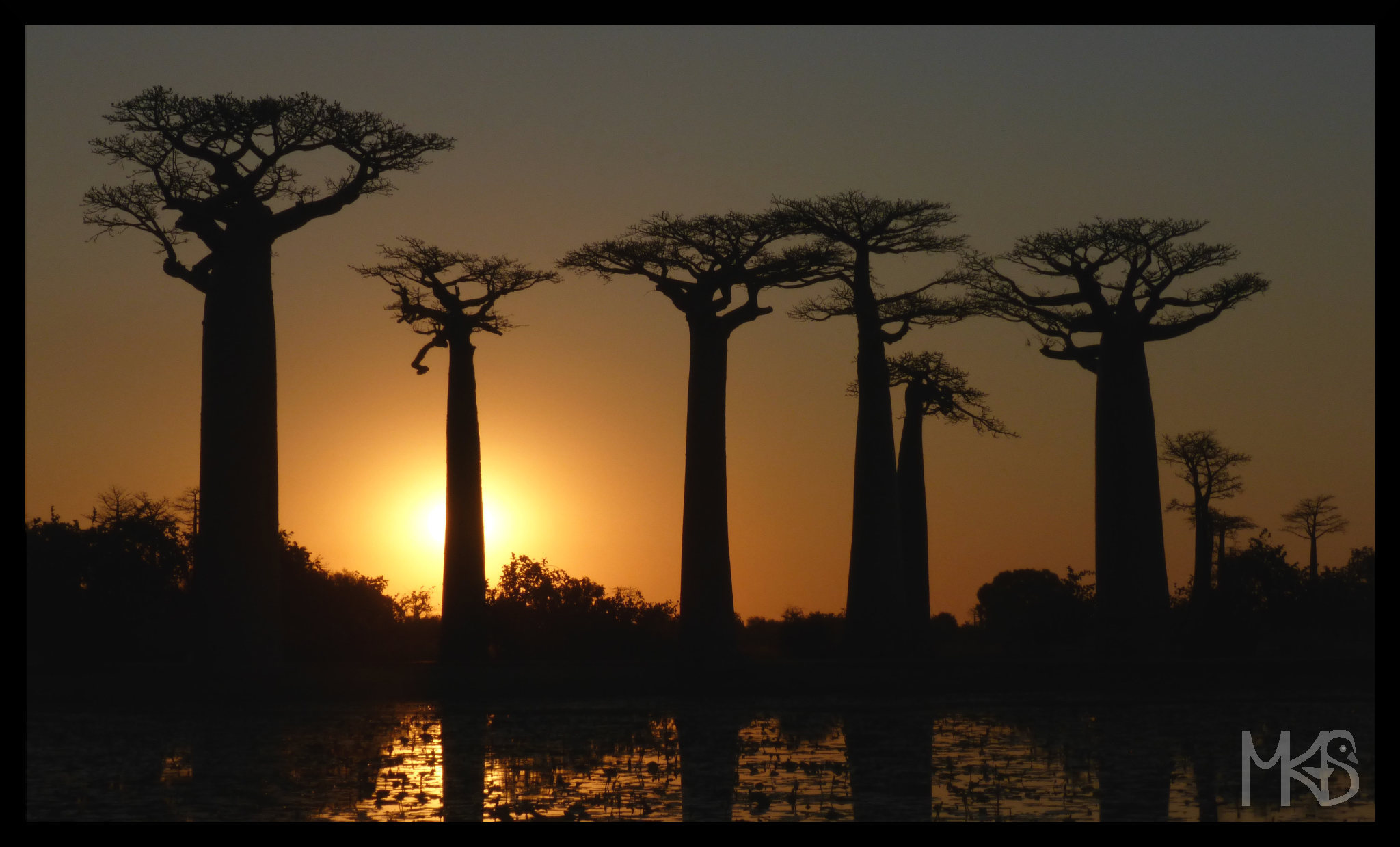 Baobab trees