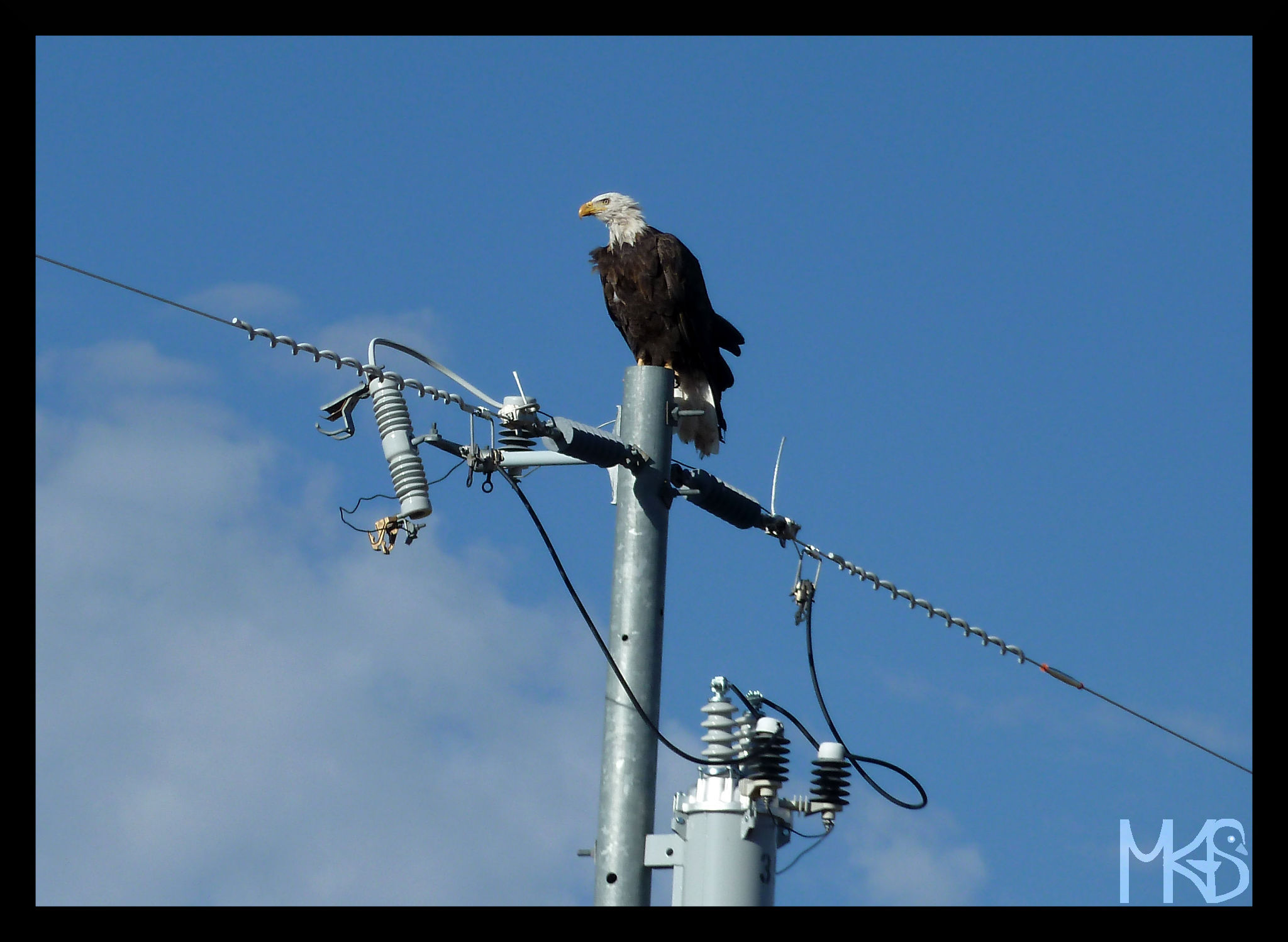 Bald eagle