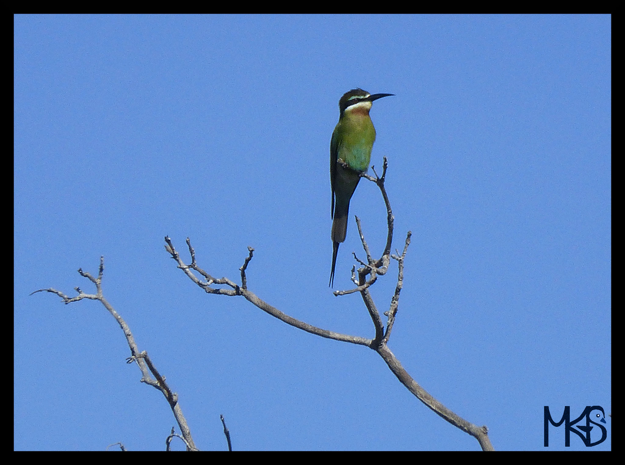Madagascar bee-eater