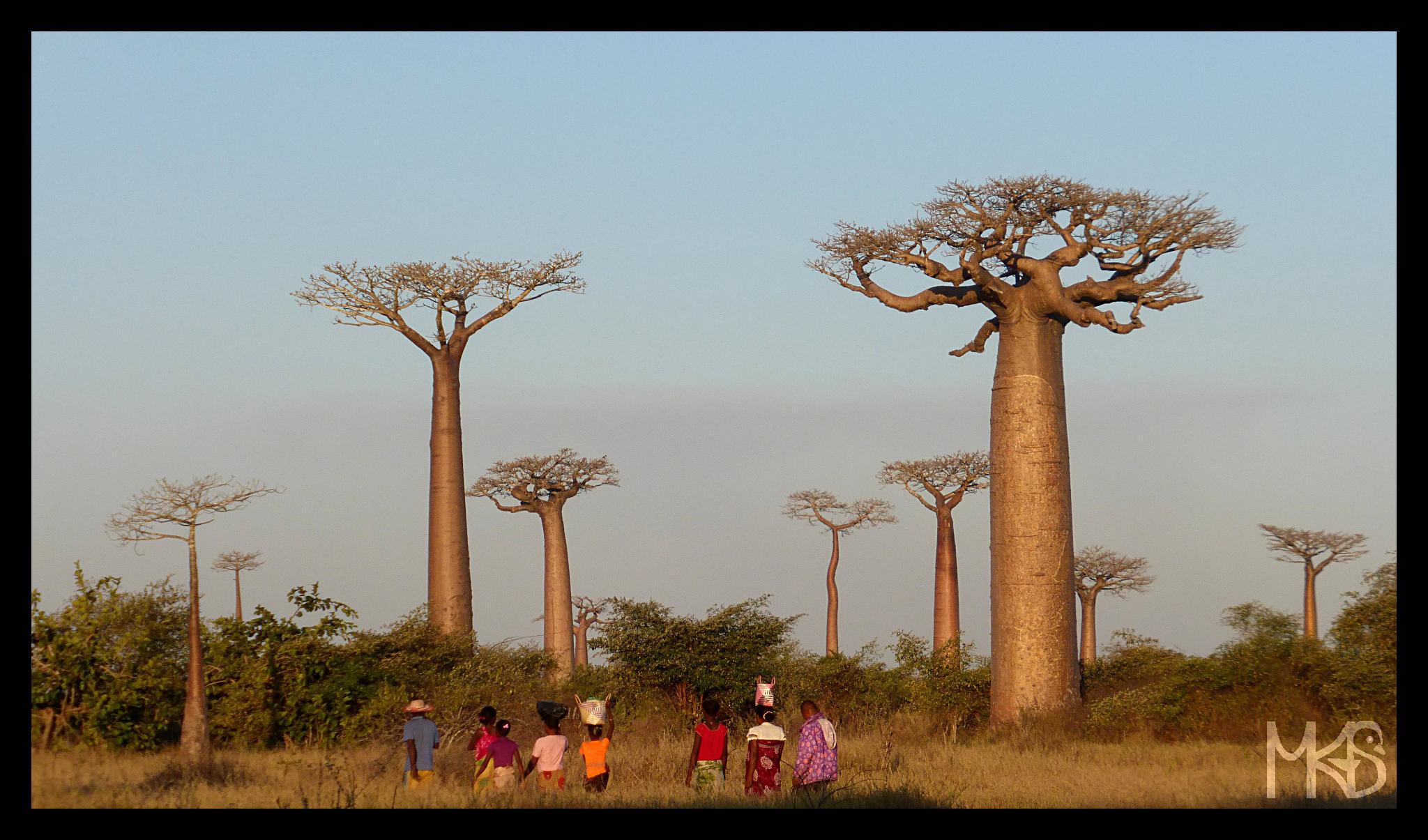 Avenue of the Baobabs