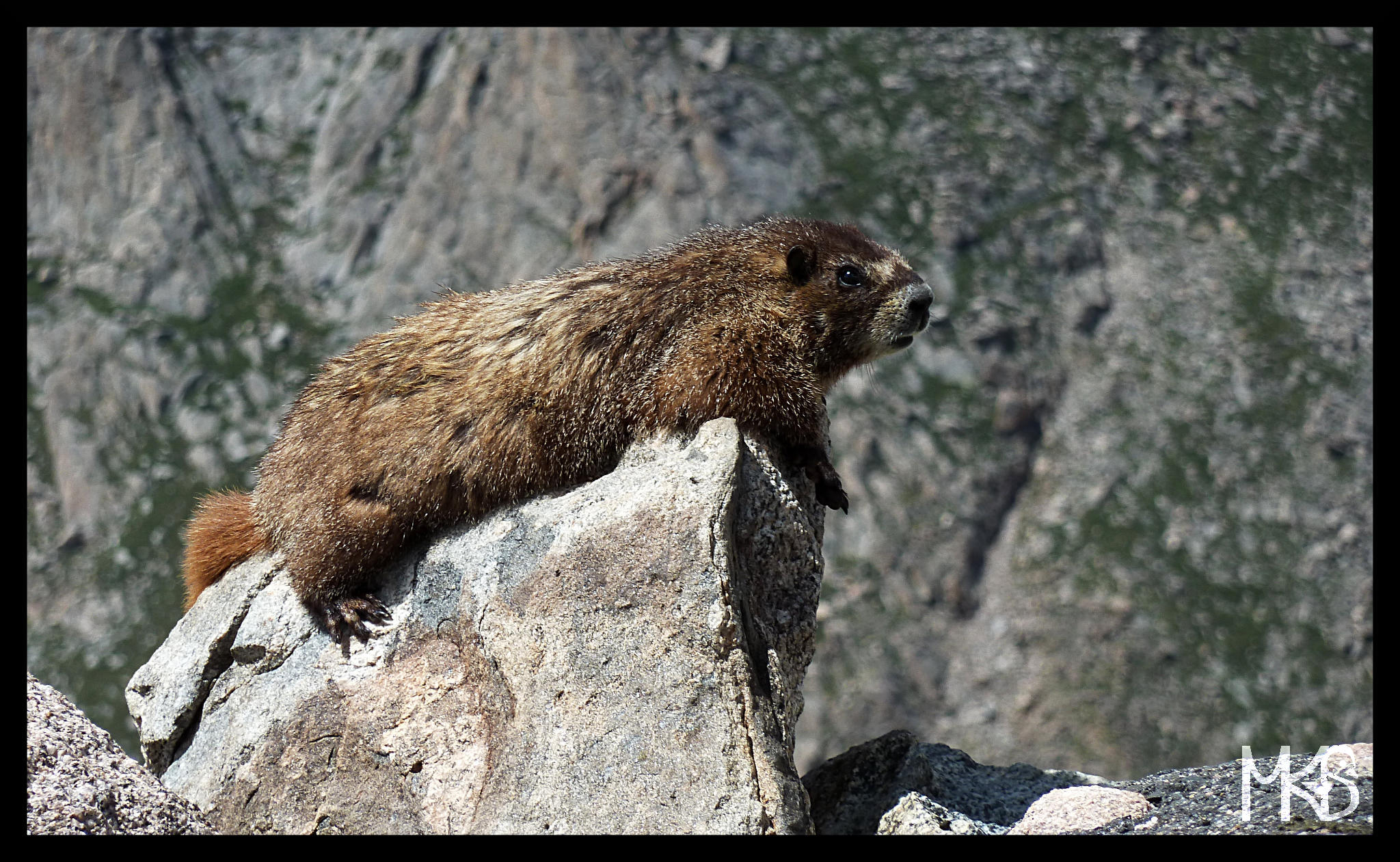 Marmot, Mount Evans