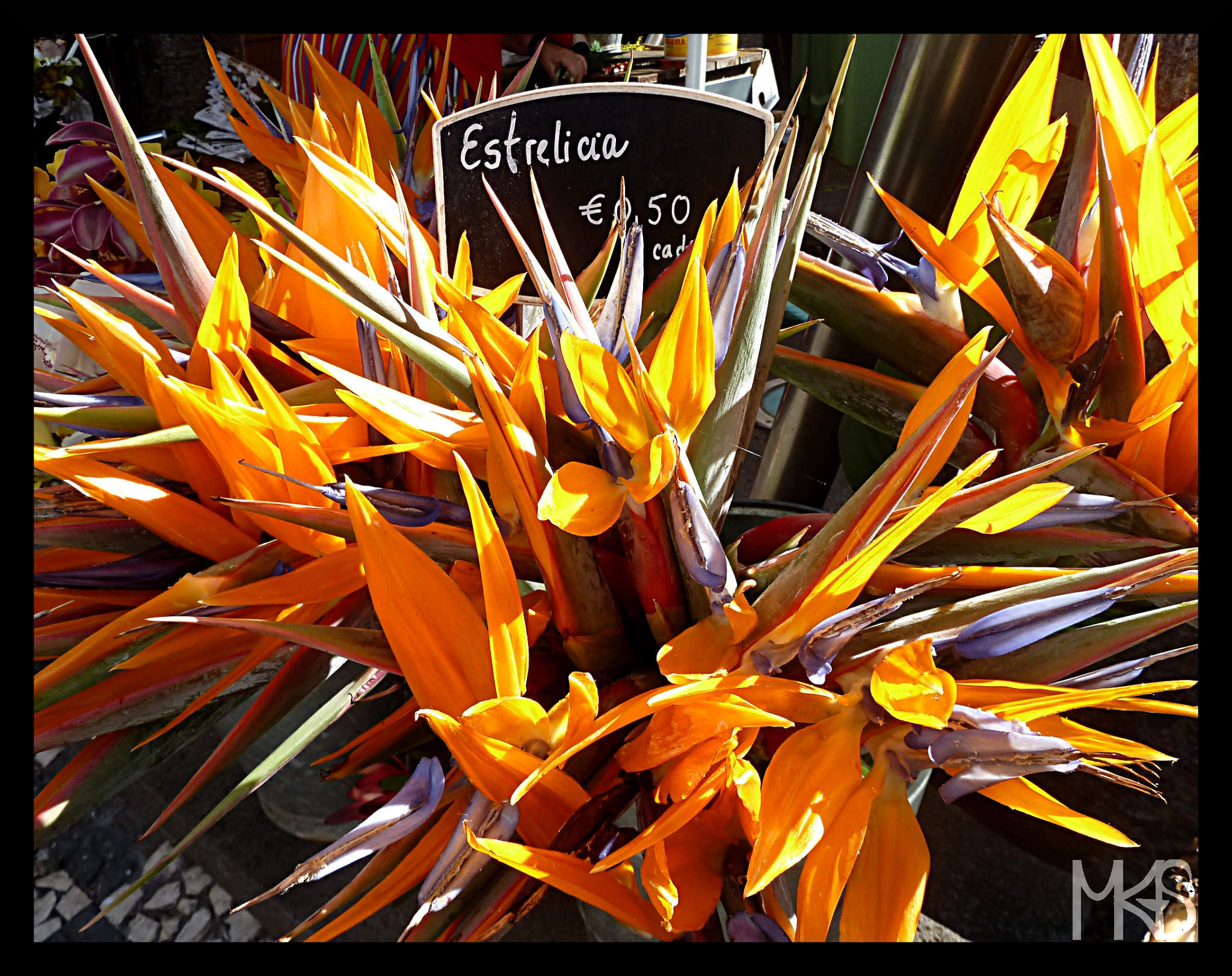 Strelitzia reginae (estrelicia), known as Strelitzia, Crane Flower or Bird of Paradise.