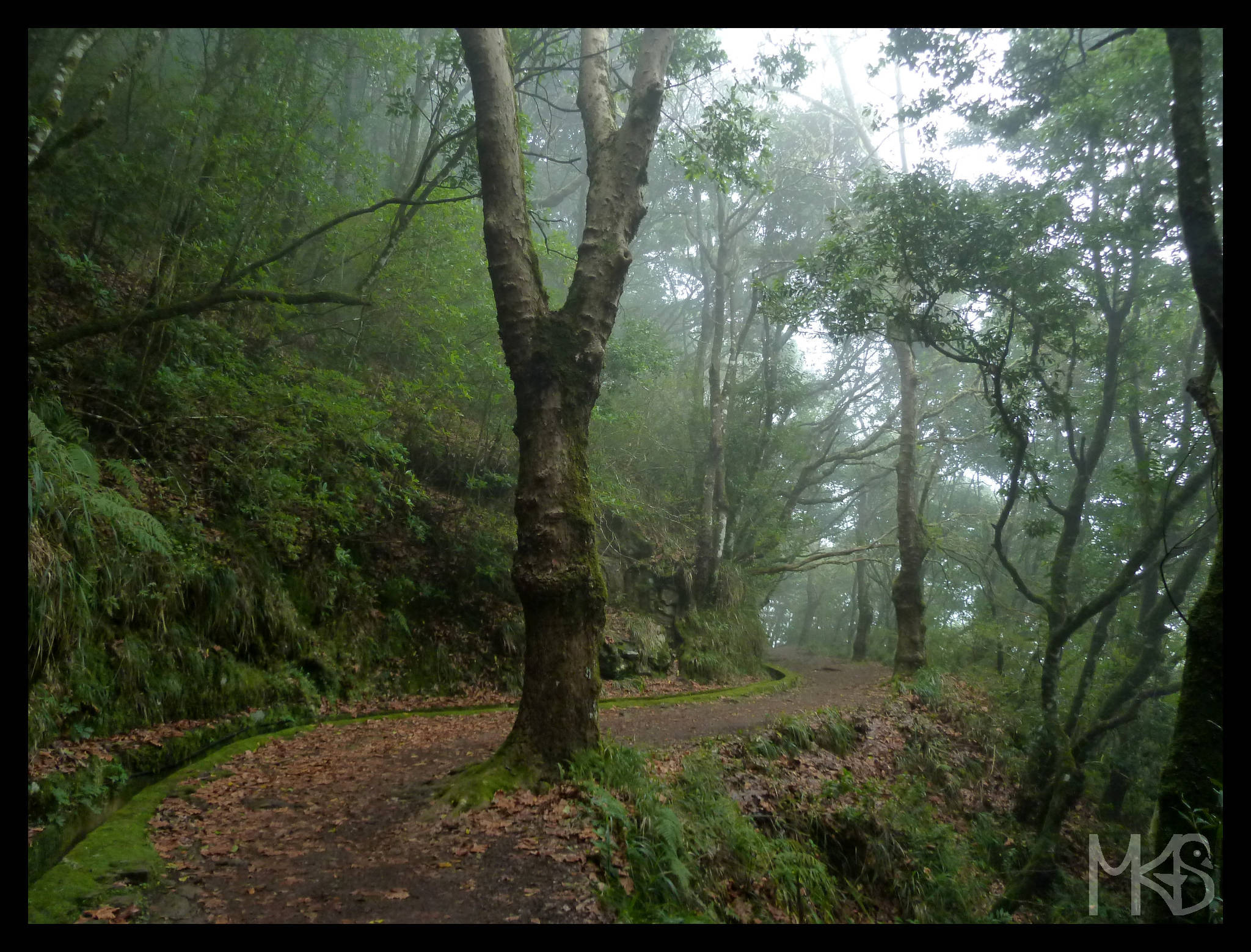 Levada in Vereda dos Balcoes, Madeira