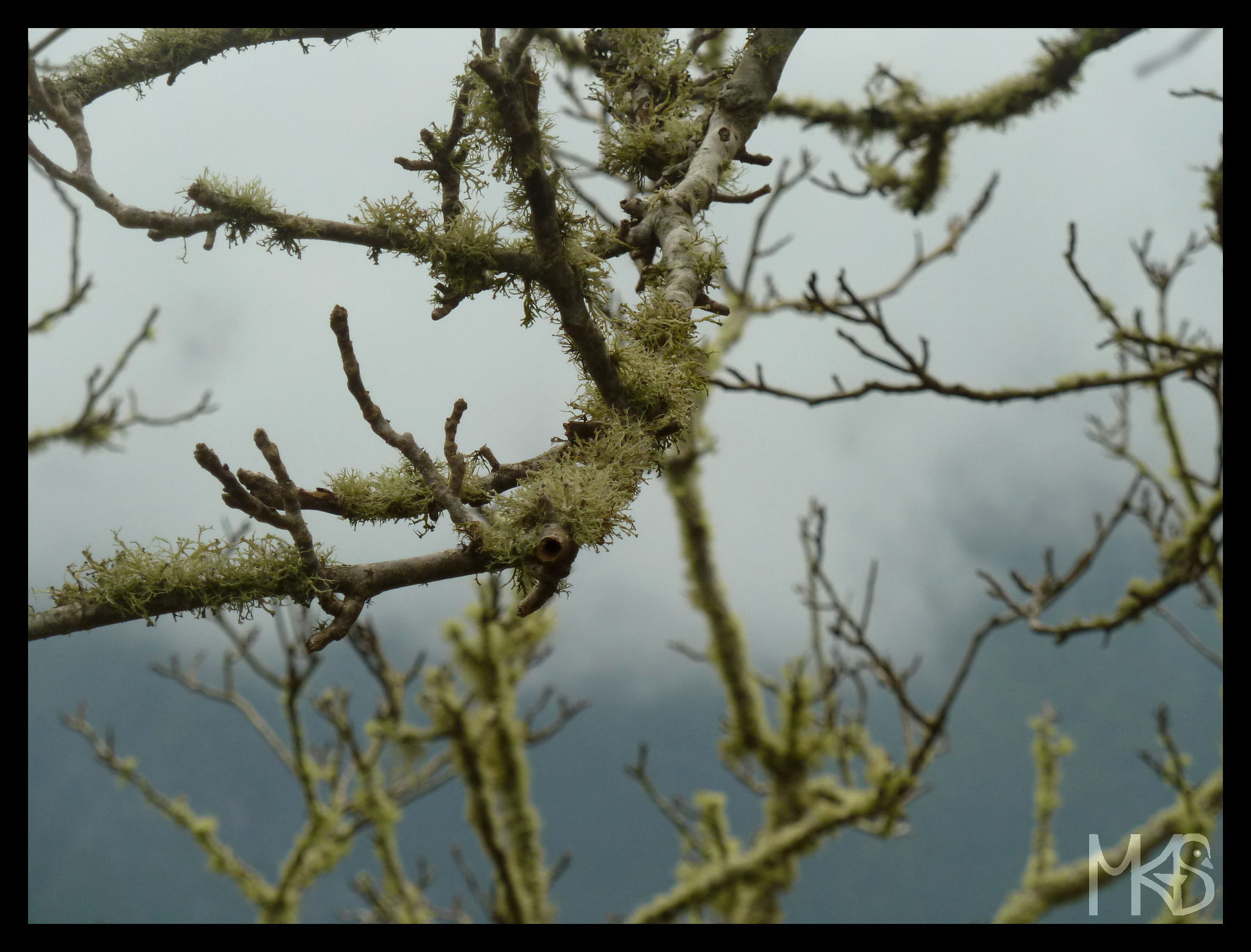 Trees, Ribeiro Frio, Madeira