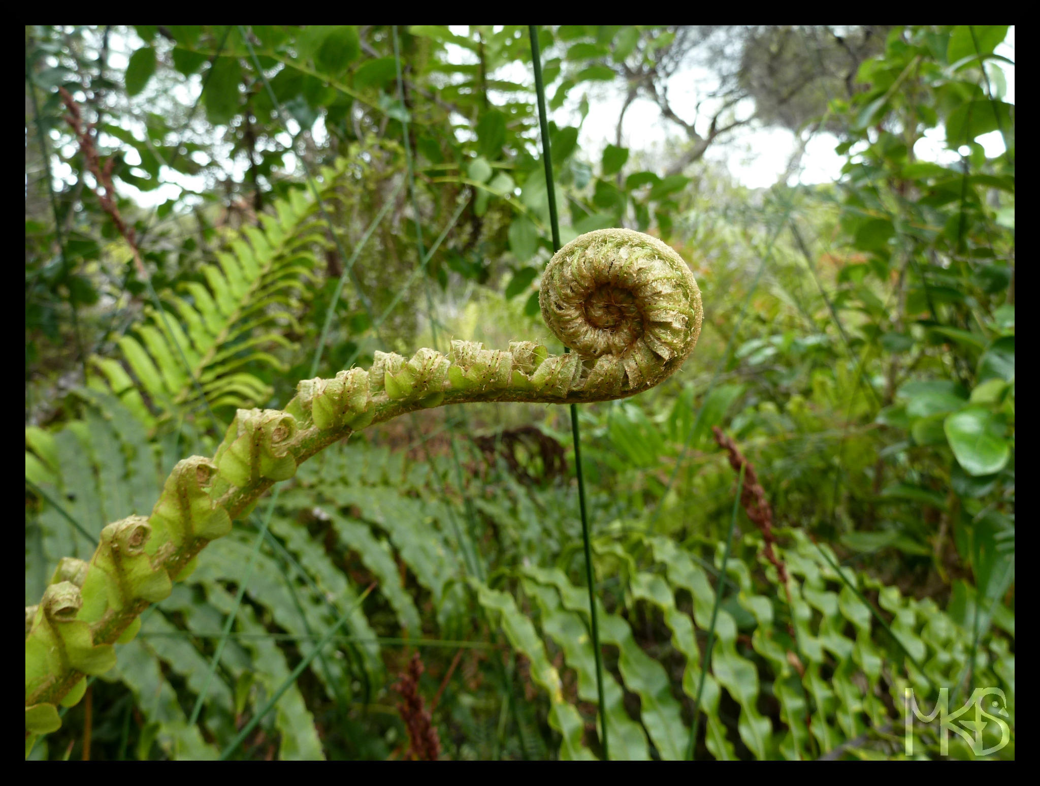 Fern, New Zealand