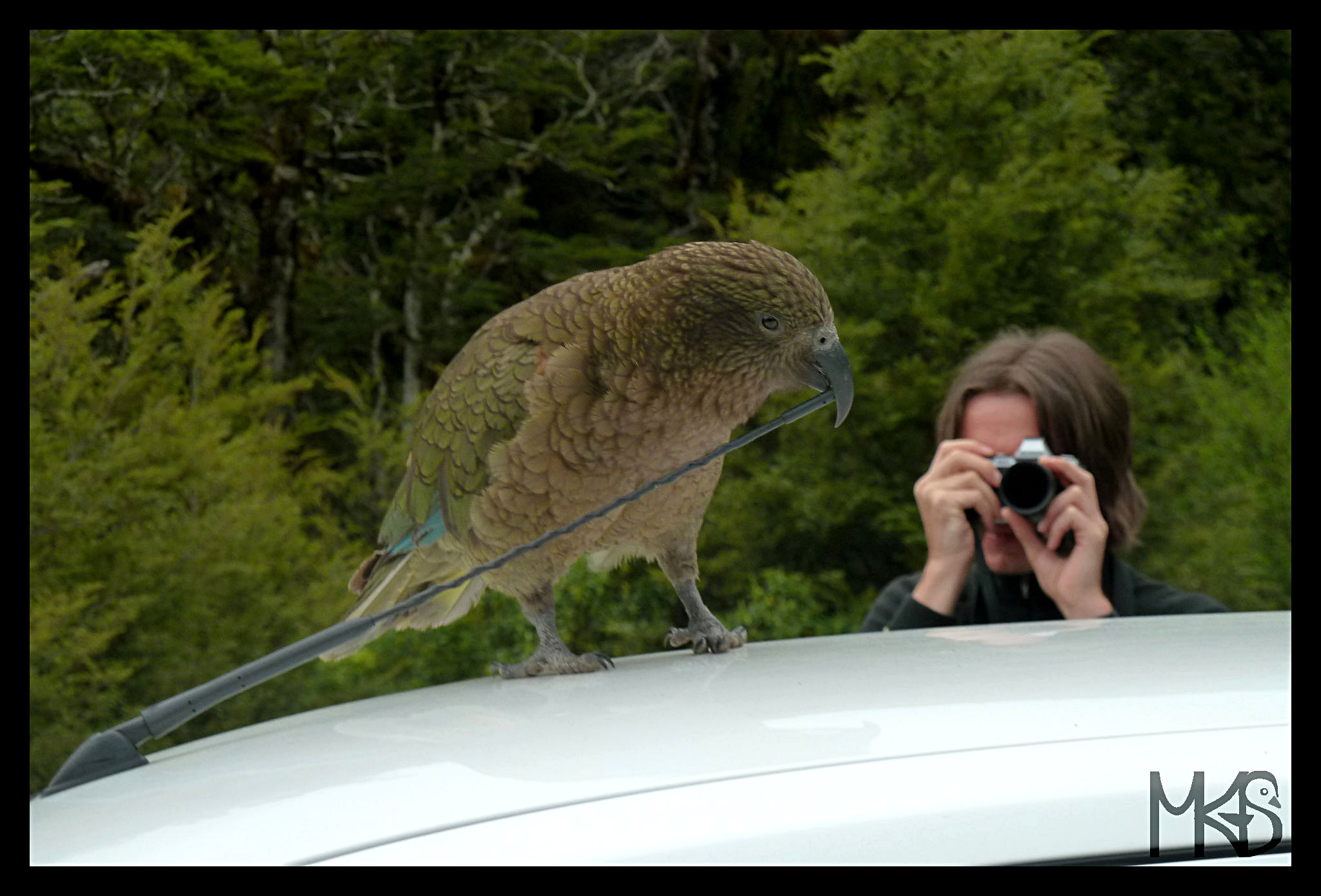 Kea, New Zealand