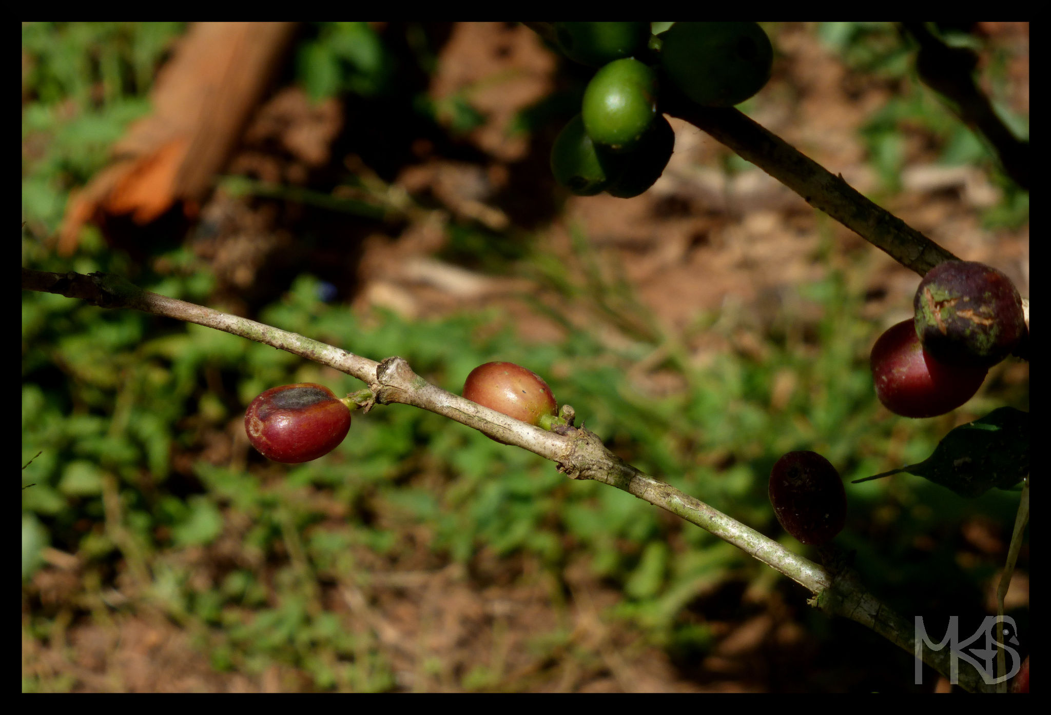 Cuban coffee