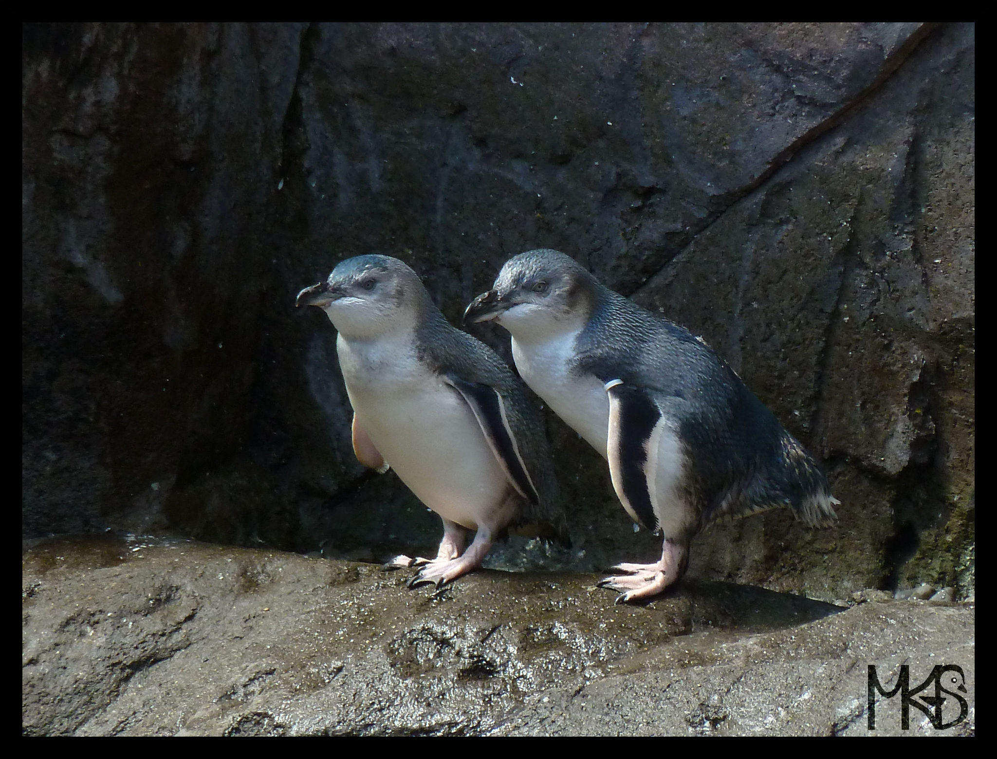 Little blue penguins, New Zealand