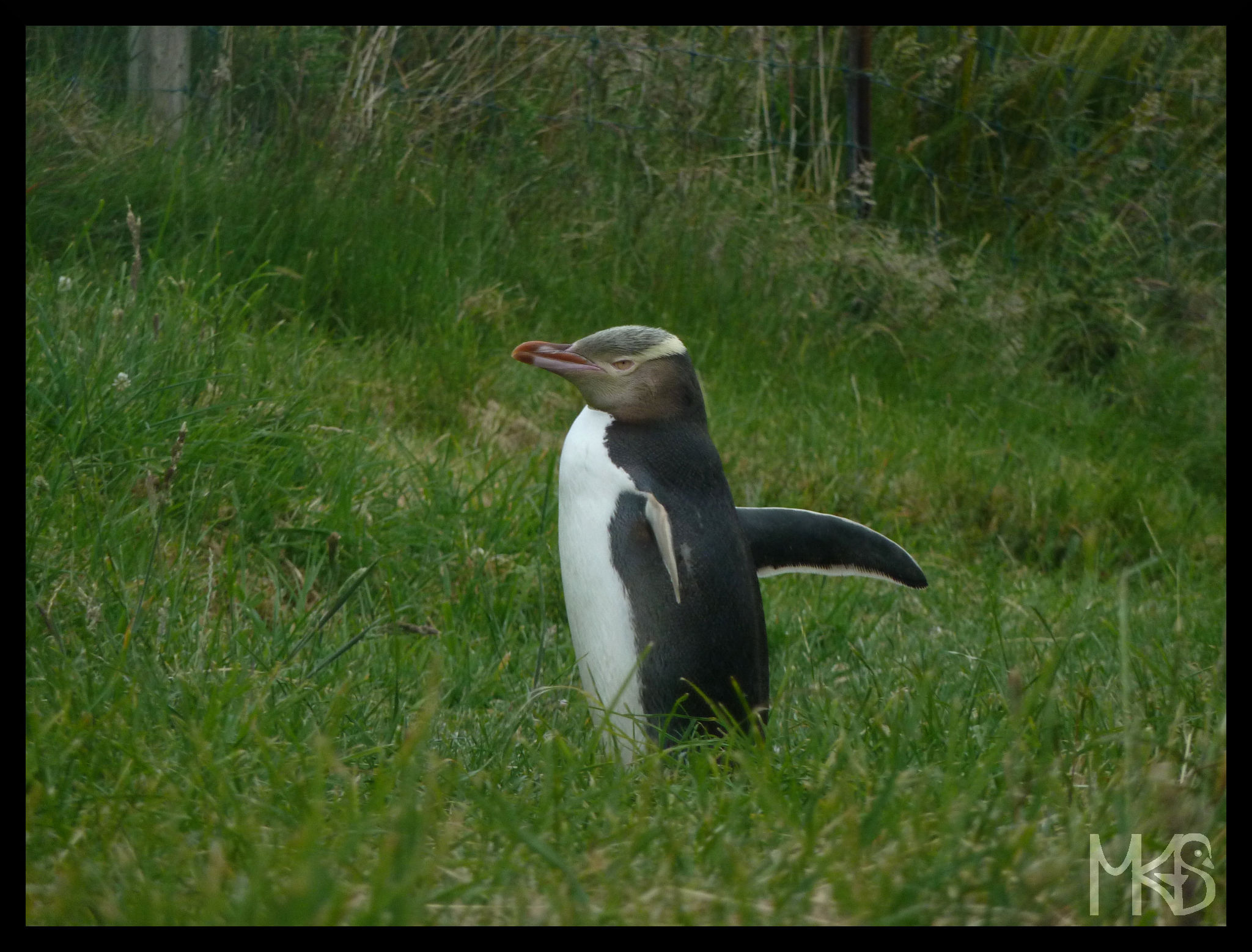 Yellow-eyed Penguin, New Zealand