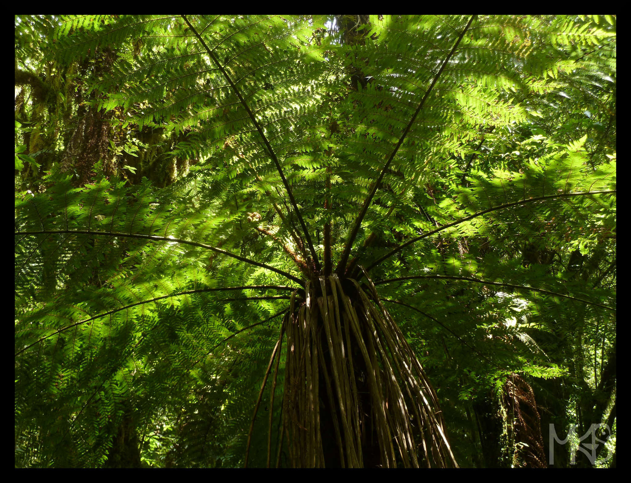 Fern forest nearby Fox Glacier, New Zealand