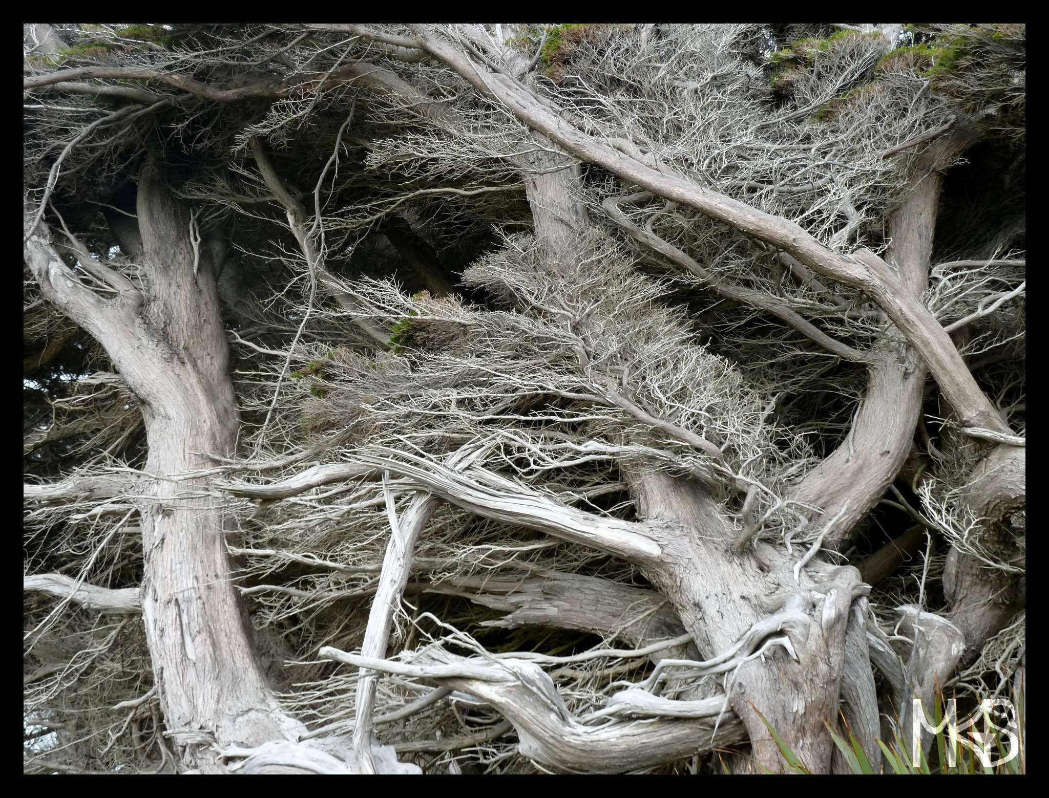 Windswept Trees, New Zealand