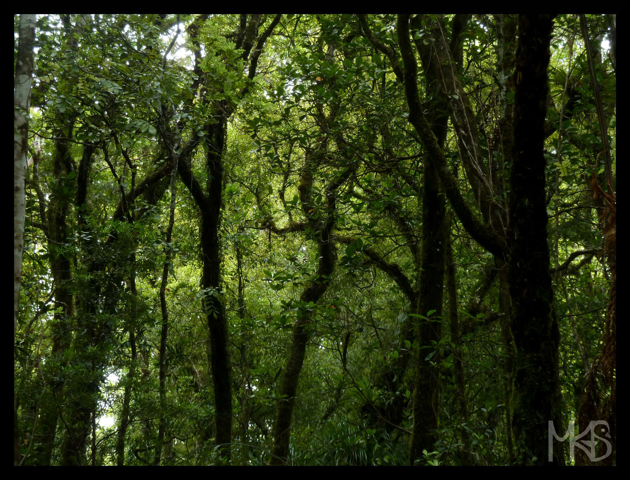 Big trees in Waipoua forest, New Zealand