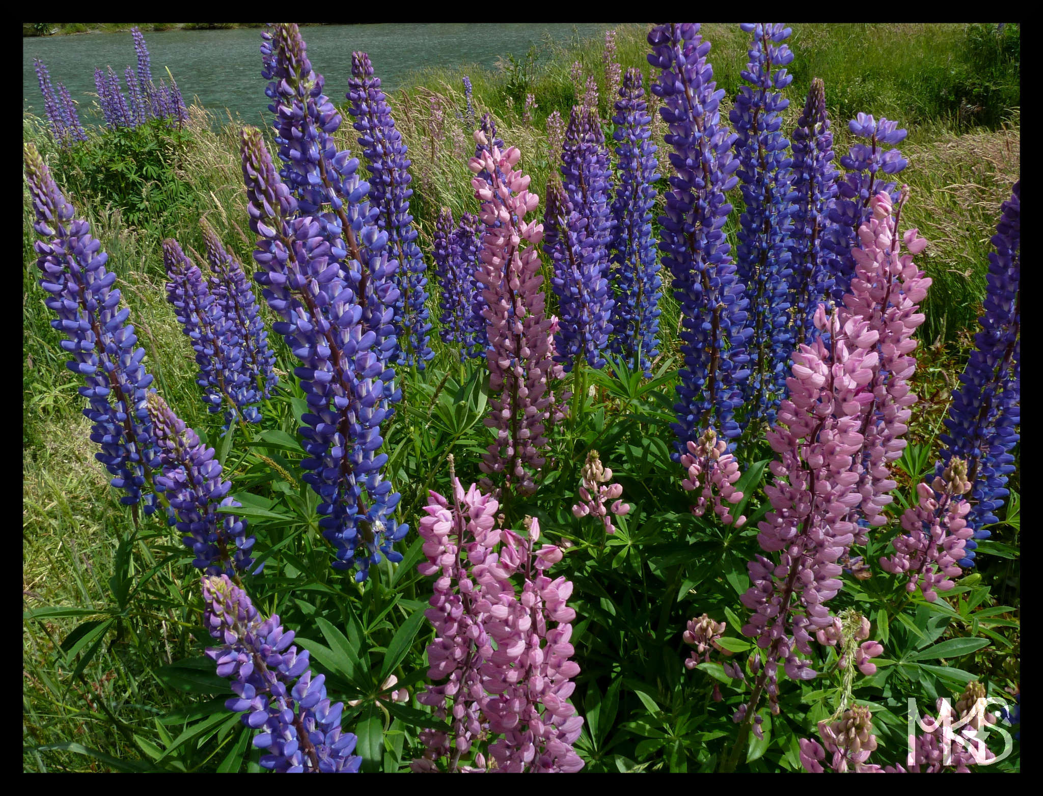 Lupins , New Zealand