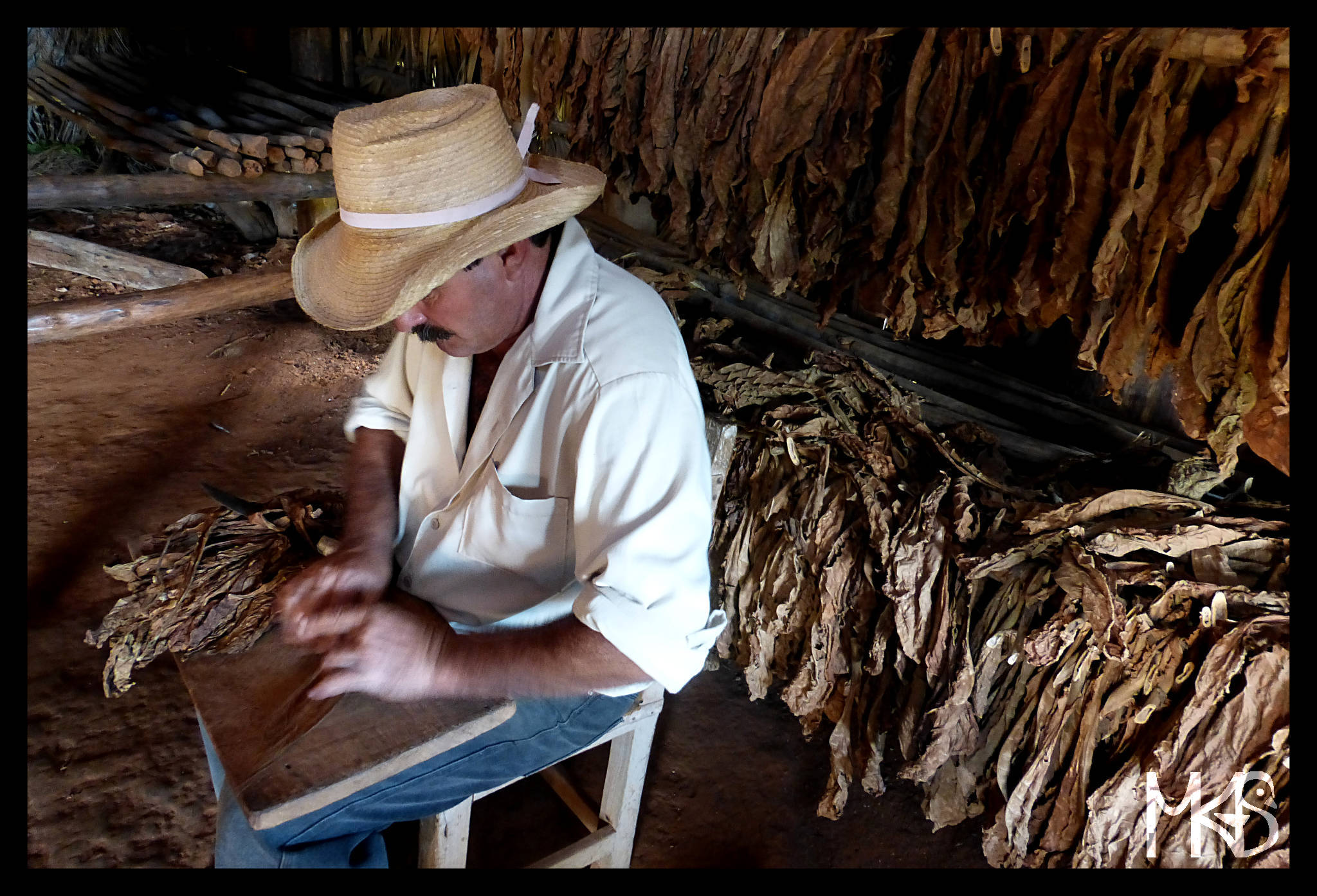 Cuban cigars