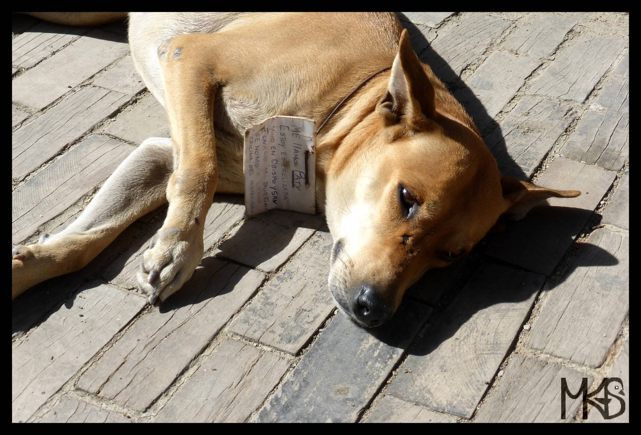 Dog in Havana, Cuba