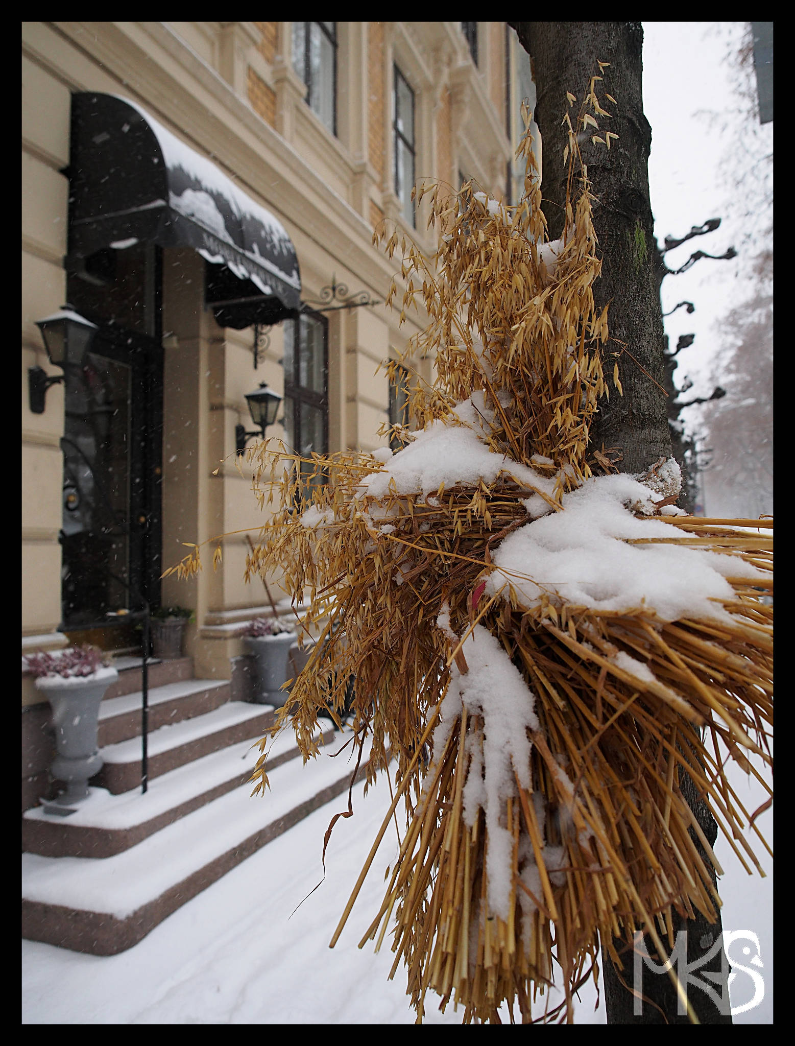 Bundles of grain for birds, Oslo