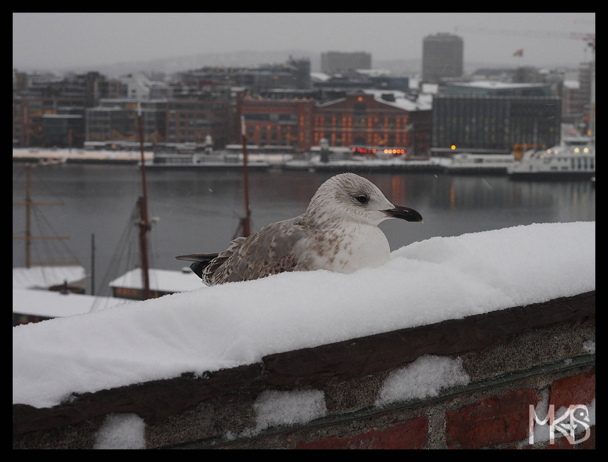 Seagull in Oslo