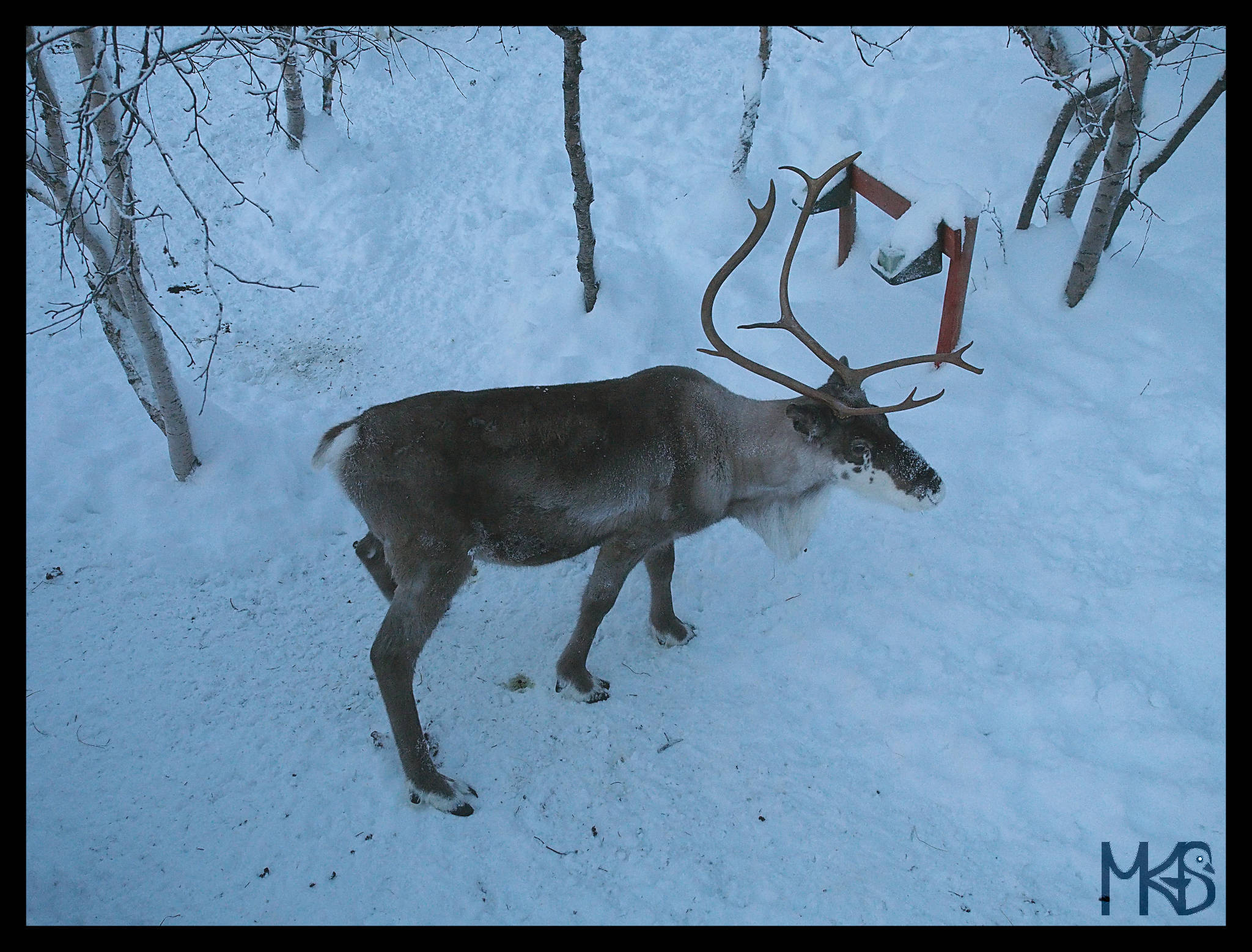 Reindeer, Snow Hotel, Kirkenes, Norway