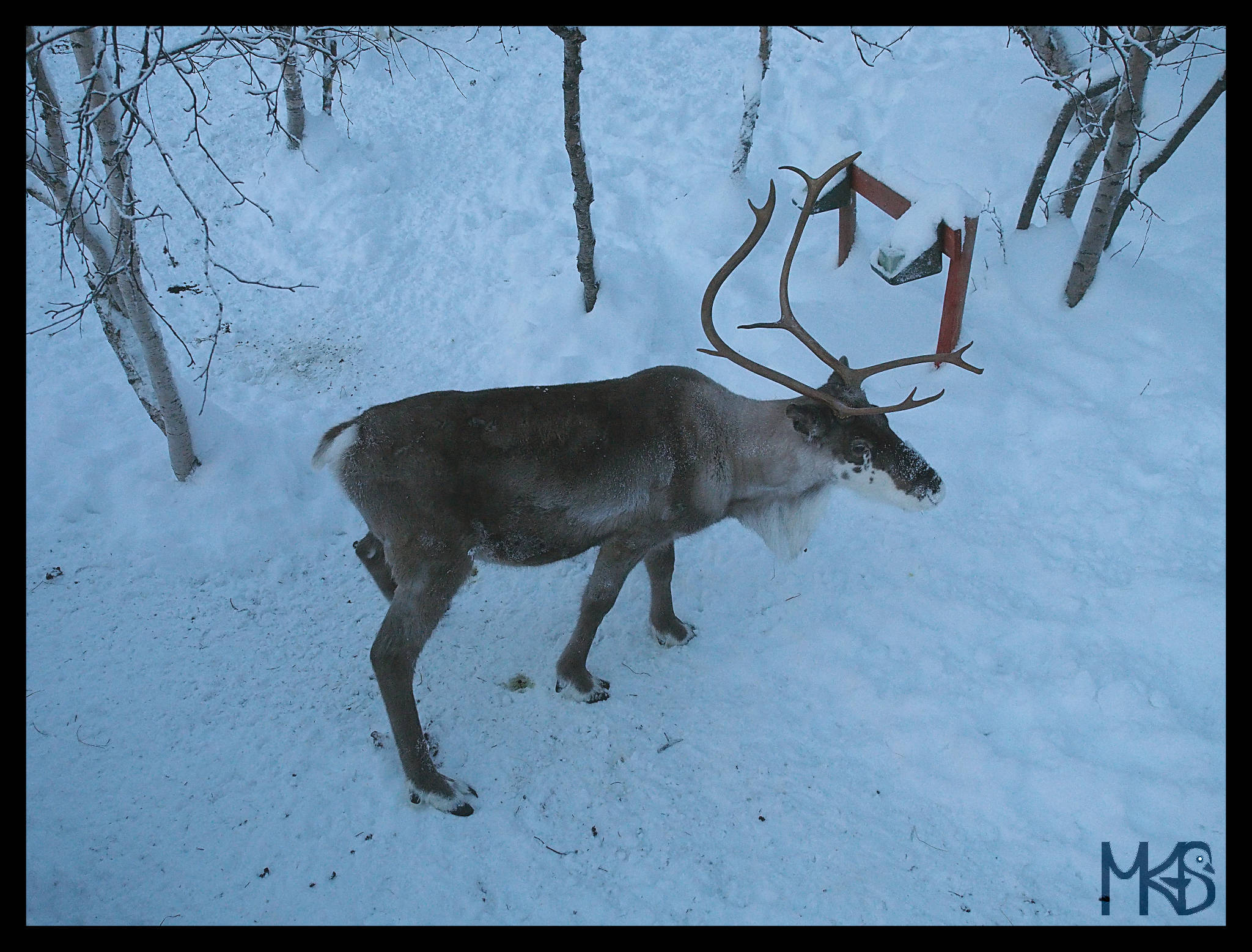 keel reindeer