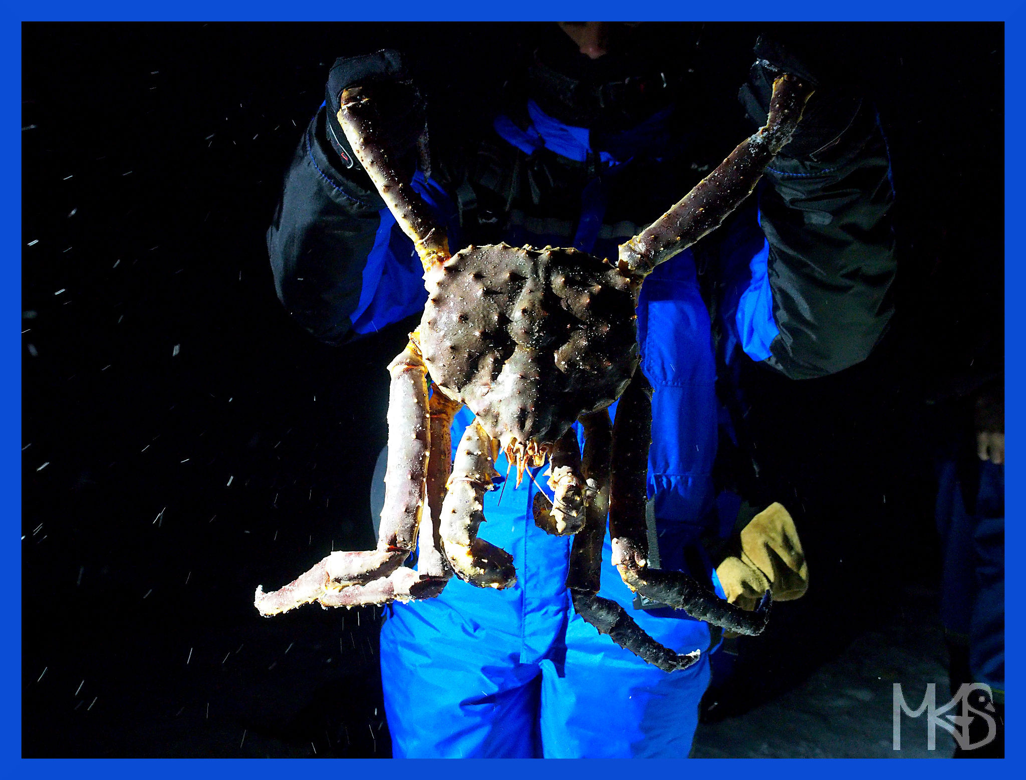 King crab, Snow Hotel, Kirkenes, Norway