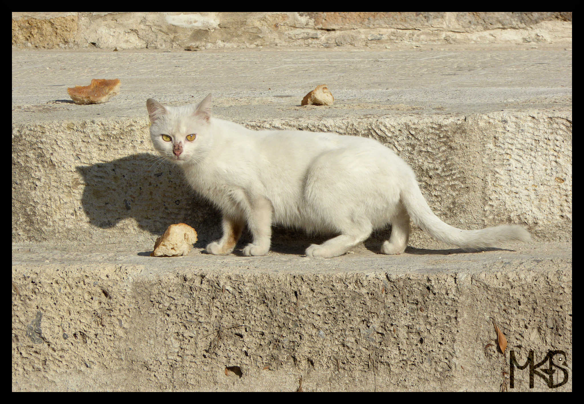 Cat in Turkey, Alacati
