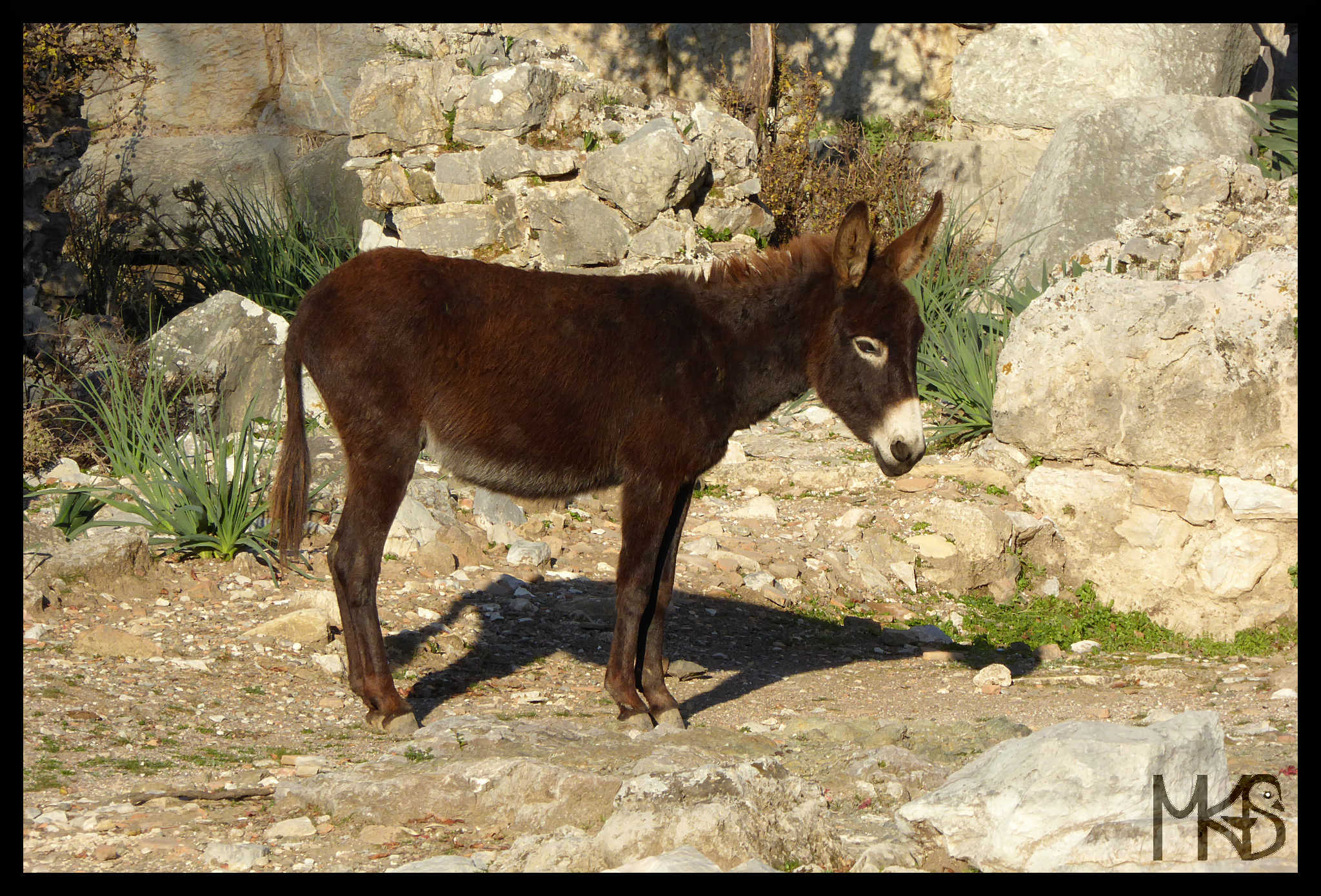 Donkey in Kaunos, Turkey