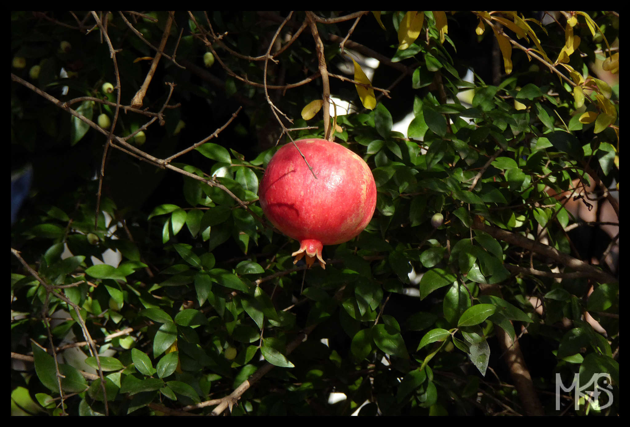 Pomegranate, Turkey