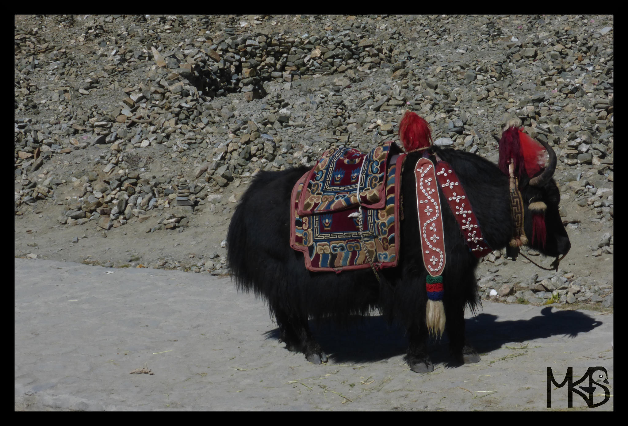 Yak, Tibet