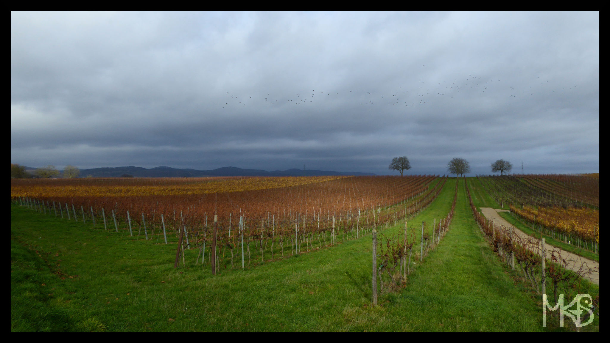 Wine (Baden-Württemberg), Germany