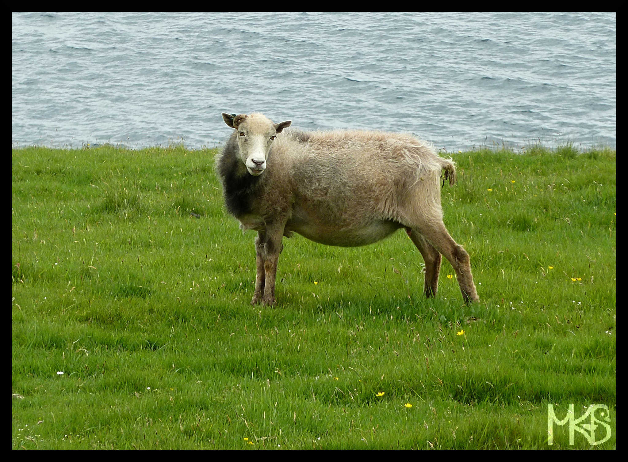 Sheep in the Faroe Islands