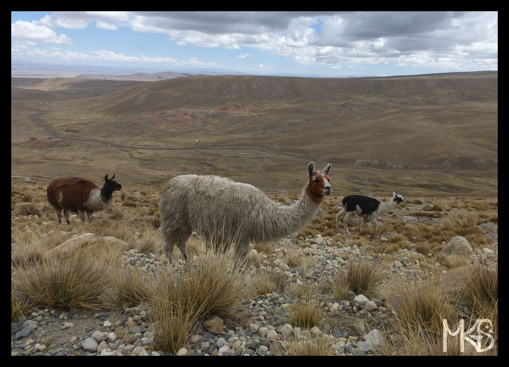 Llamas, Bolivia