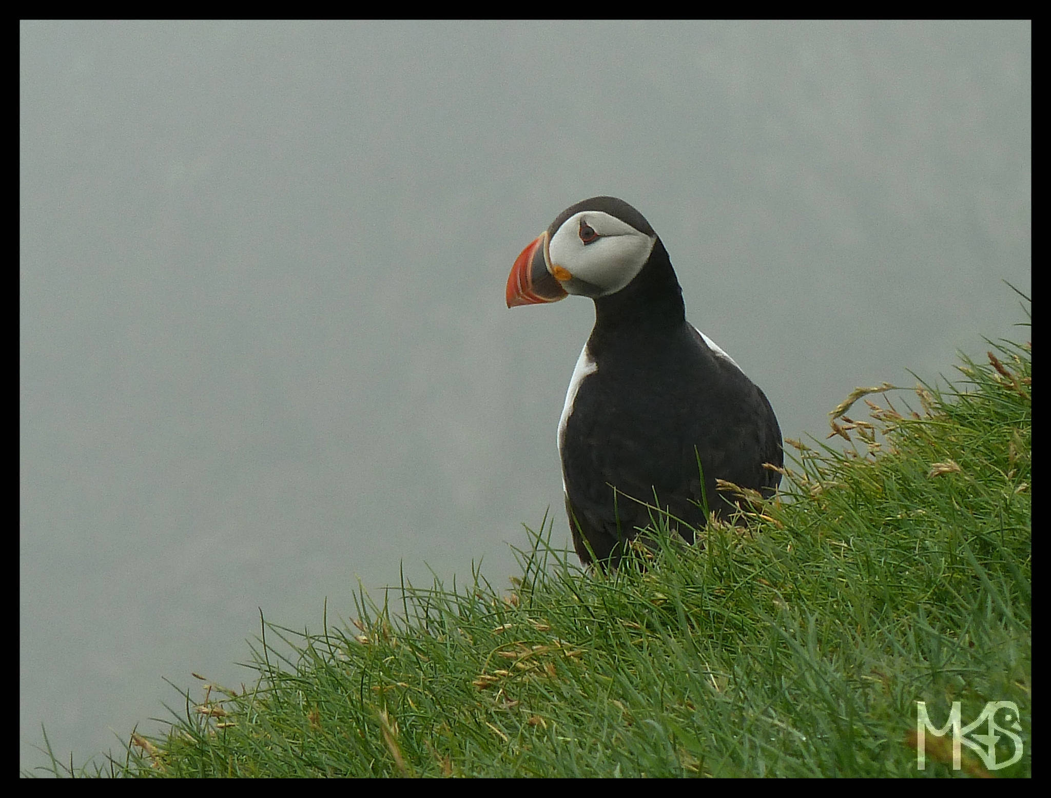 Puffin, Faroe Islands 