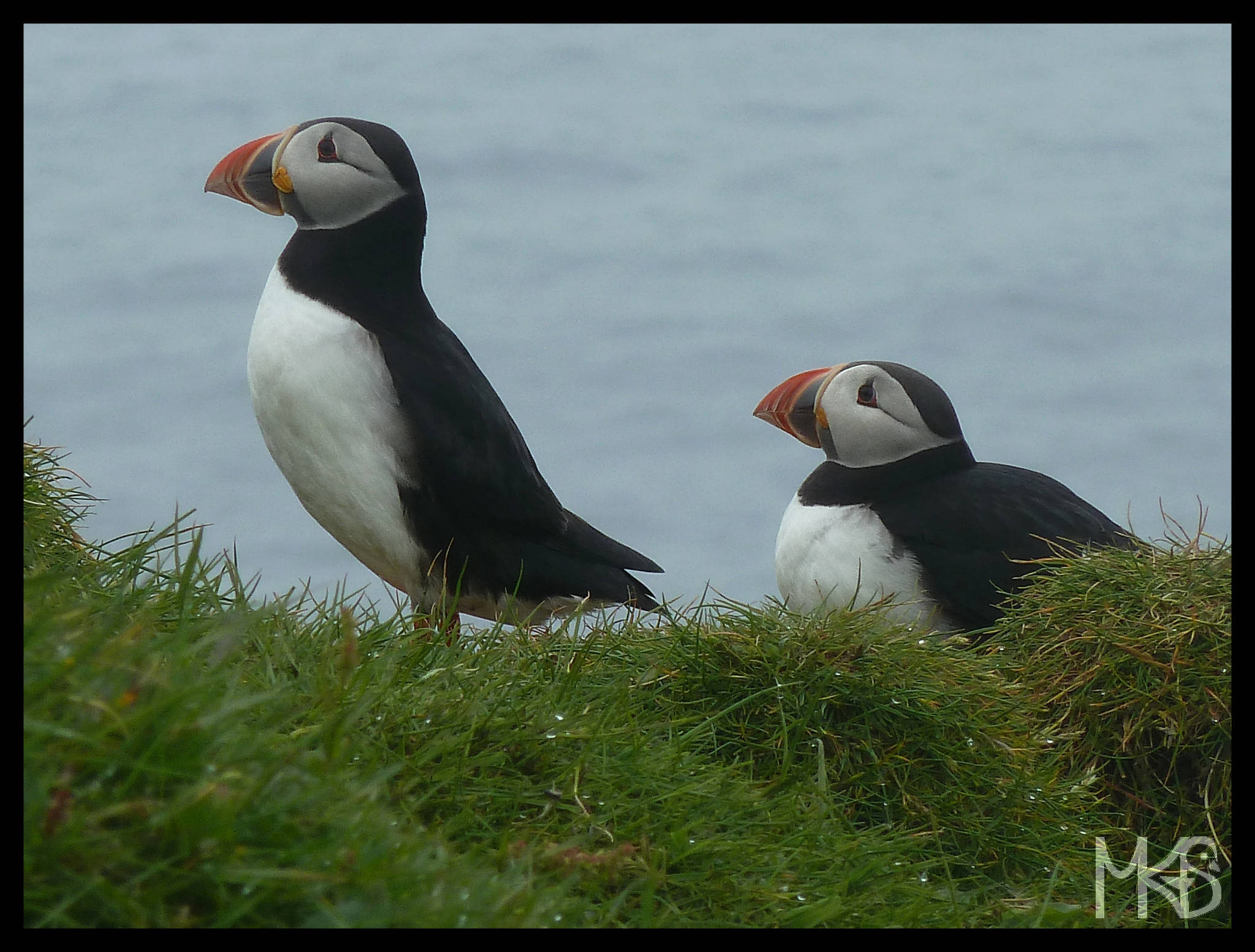 Puffins, Faroe Islands 