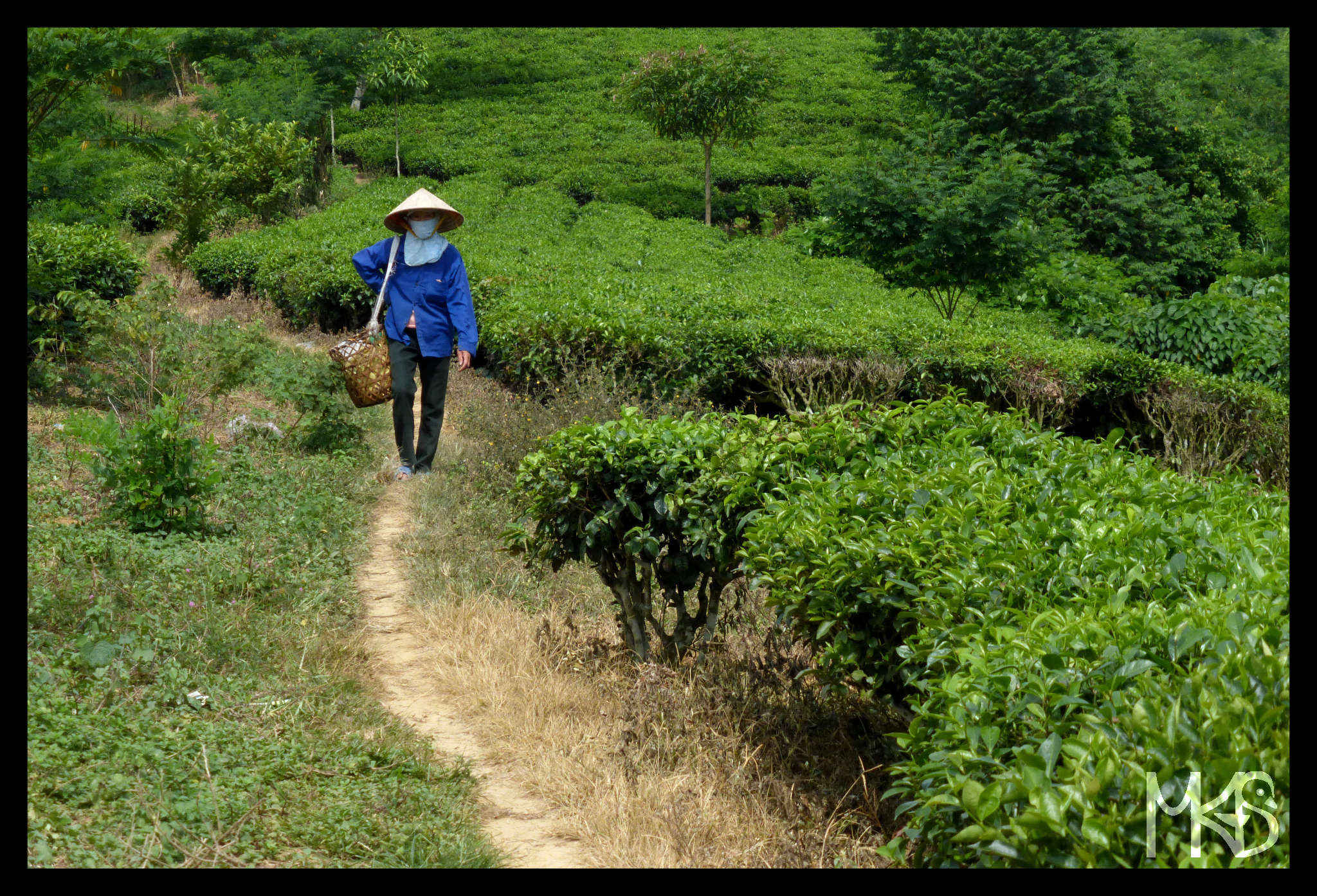 Tea plantation, Vietnam